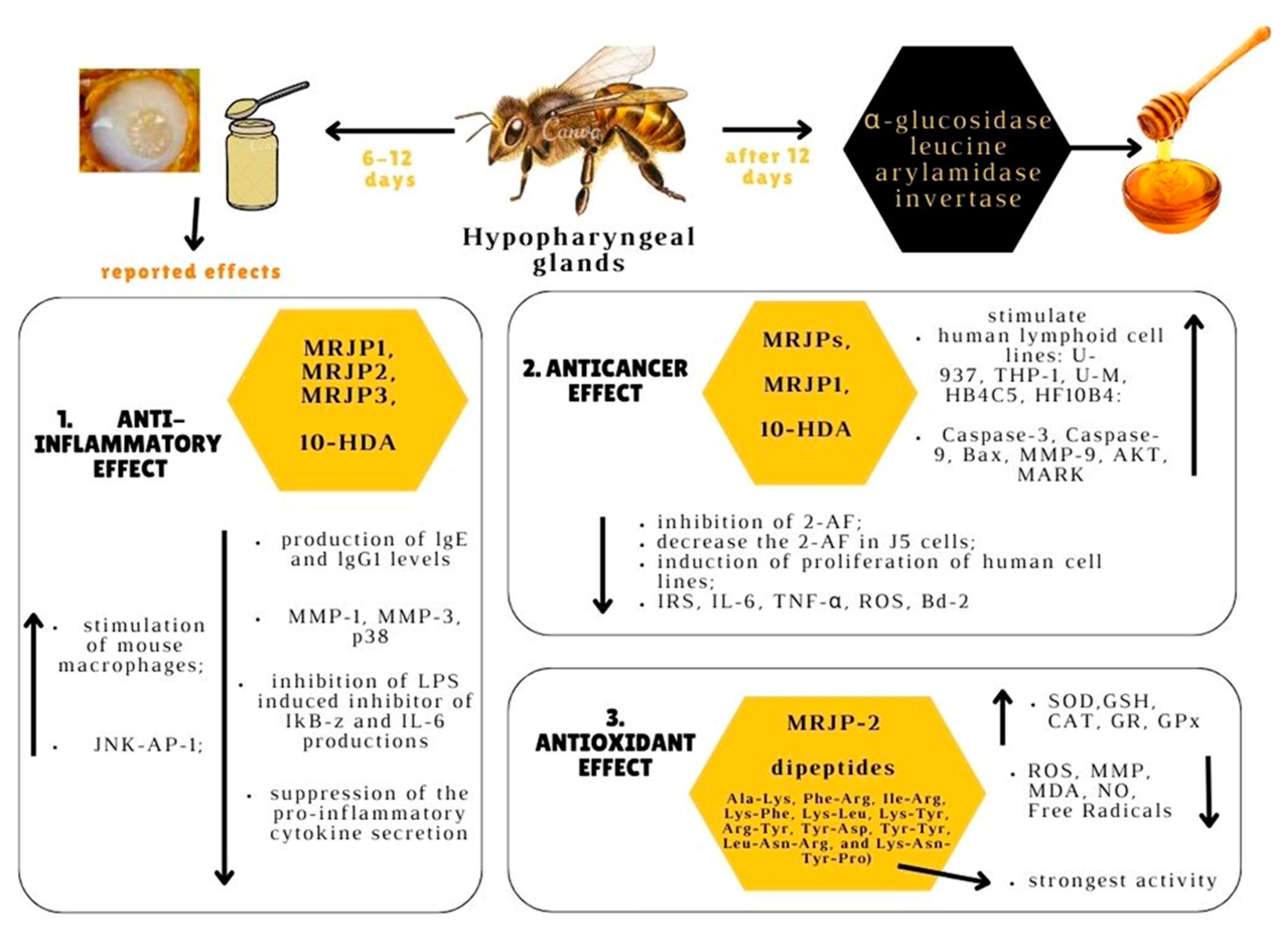 Current Status of the Bioactive Properties of Royal Jelly: A Comprehensive  Review with a Focus on Its Anticancer, Anti-Inflammatory, and Antioxidant  Effects