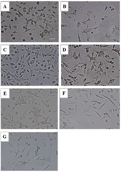 In Vitro Neurotrophic Properties and Structural In Vitro Neurotrophic Properties and Structural