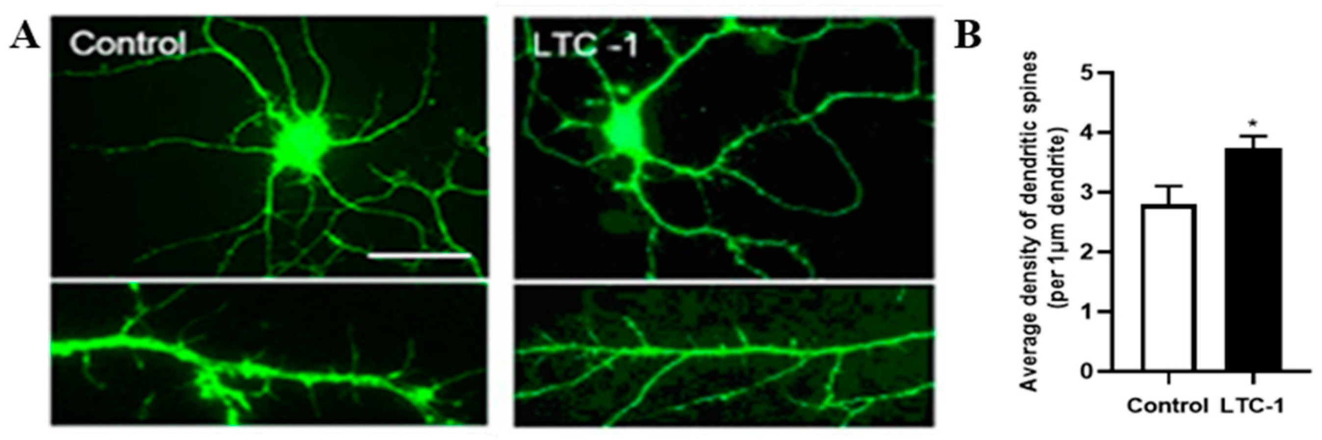 In Vitro Neurotrophic Properties and Structural
