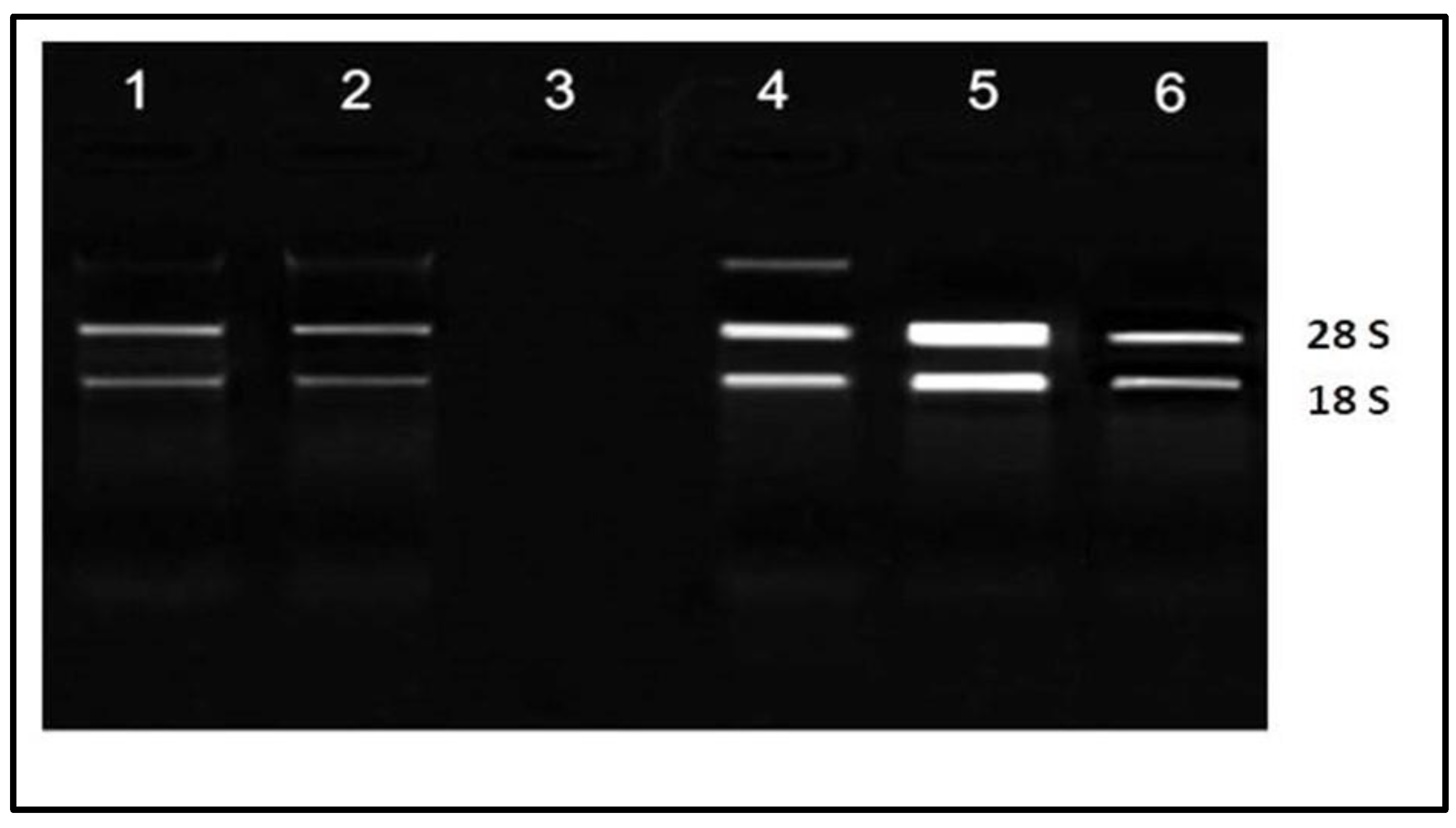 Molecules 28 01578 g005