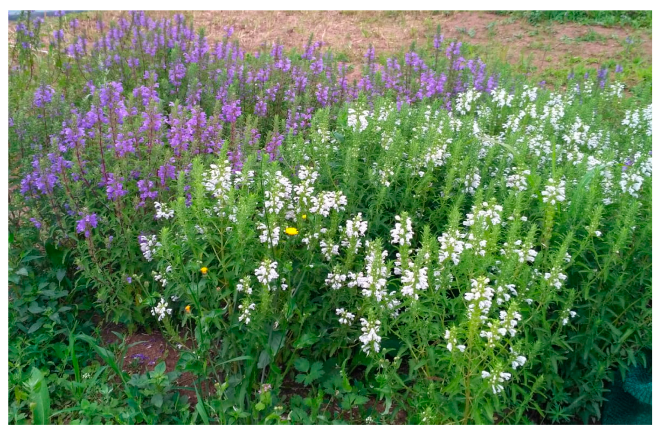 Molecules 28 01604 g004 Molecules 28 01604 g004