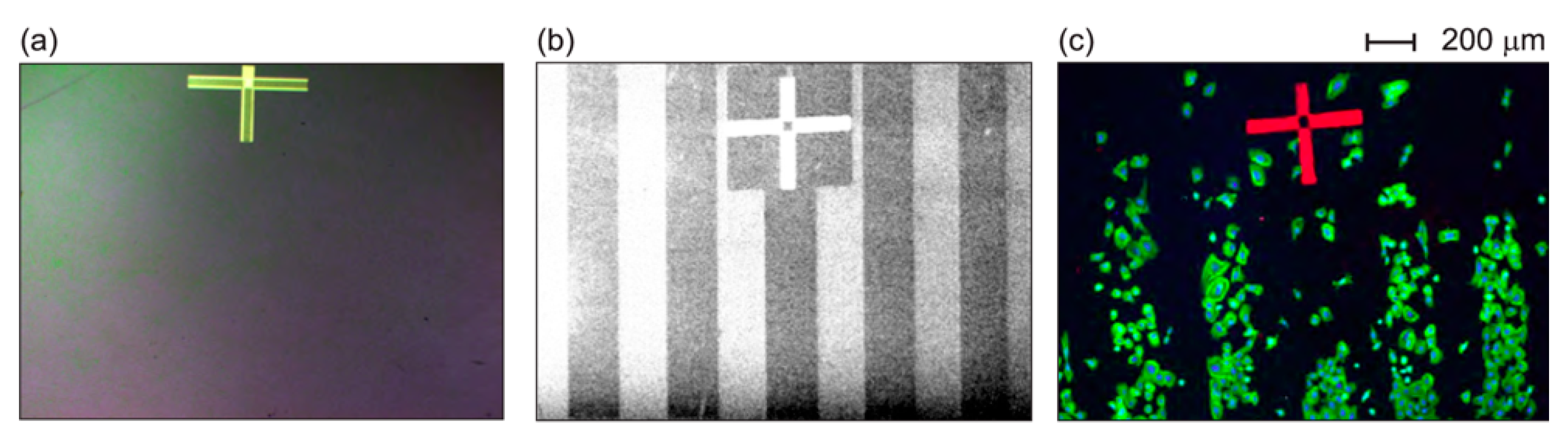Molecules 28 01626 g003a Molecules 28 01626 g003a