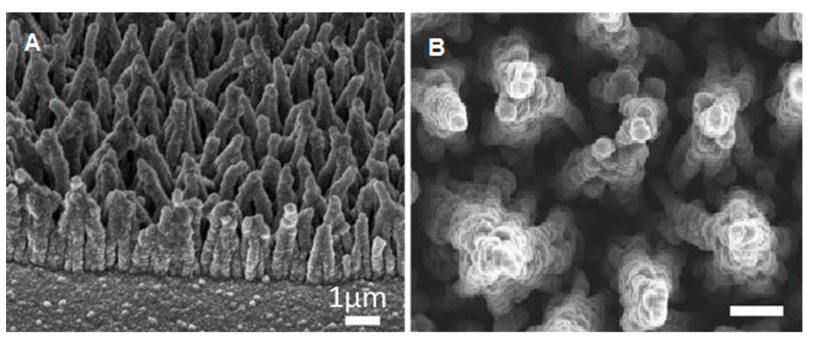 Molecules 28 01626 g007 Molecules 28 01626 g007