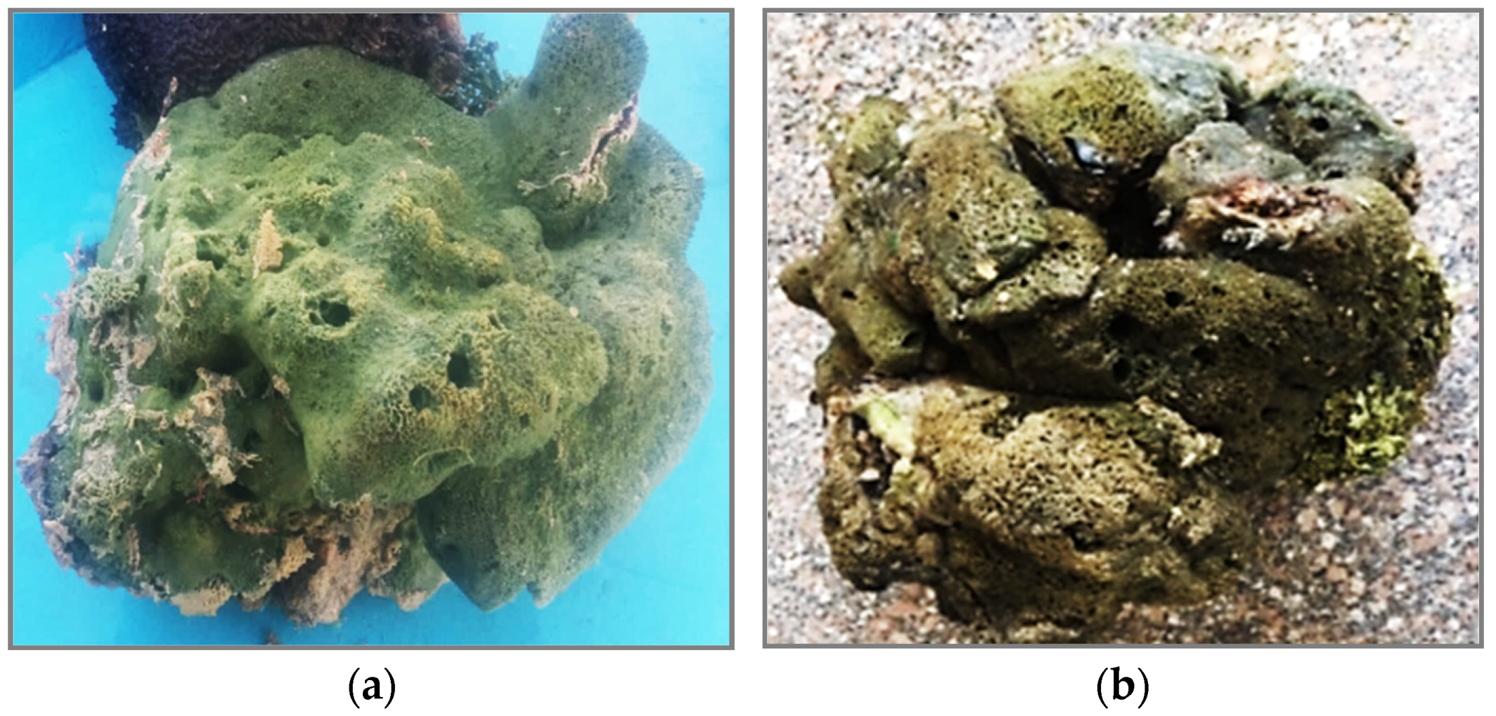 Molecules 28 01643 g012 Molecules 28 01643 g012