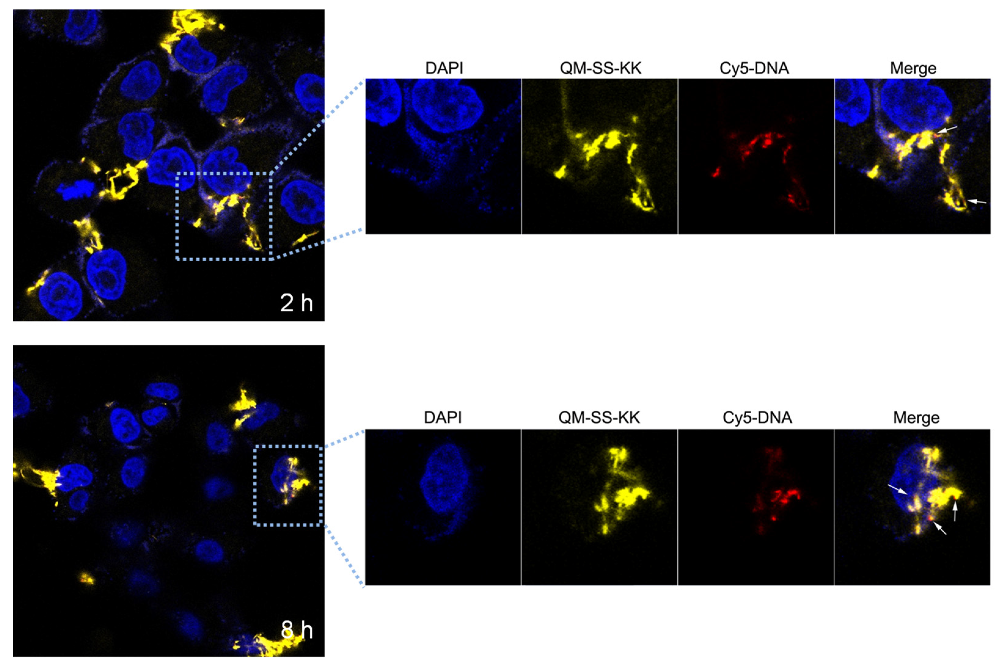 Molecules 28 01645 g008