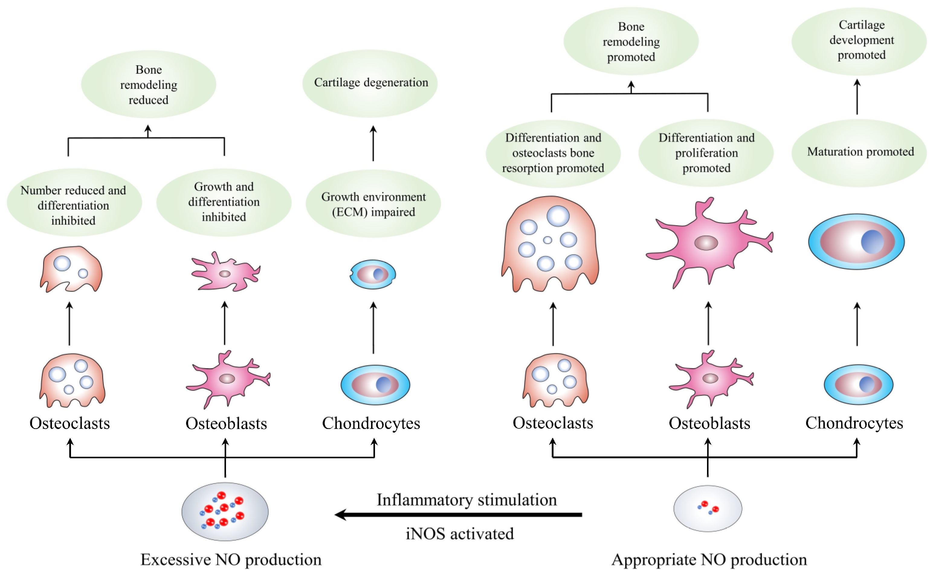 Molecules Free FullText Connection between Osteoarthritis and Nitric Oxide From