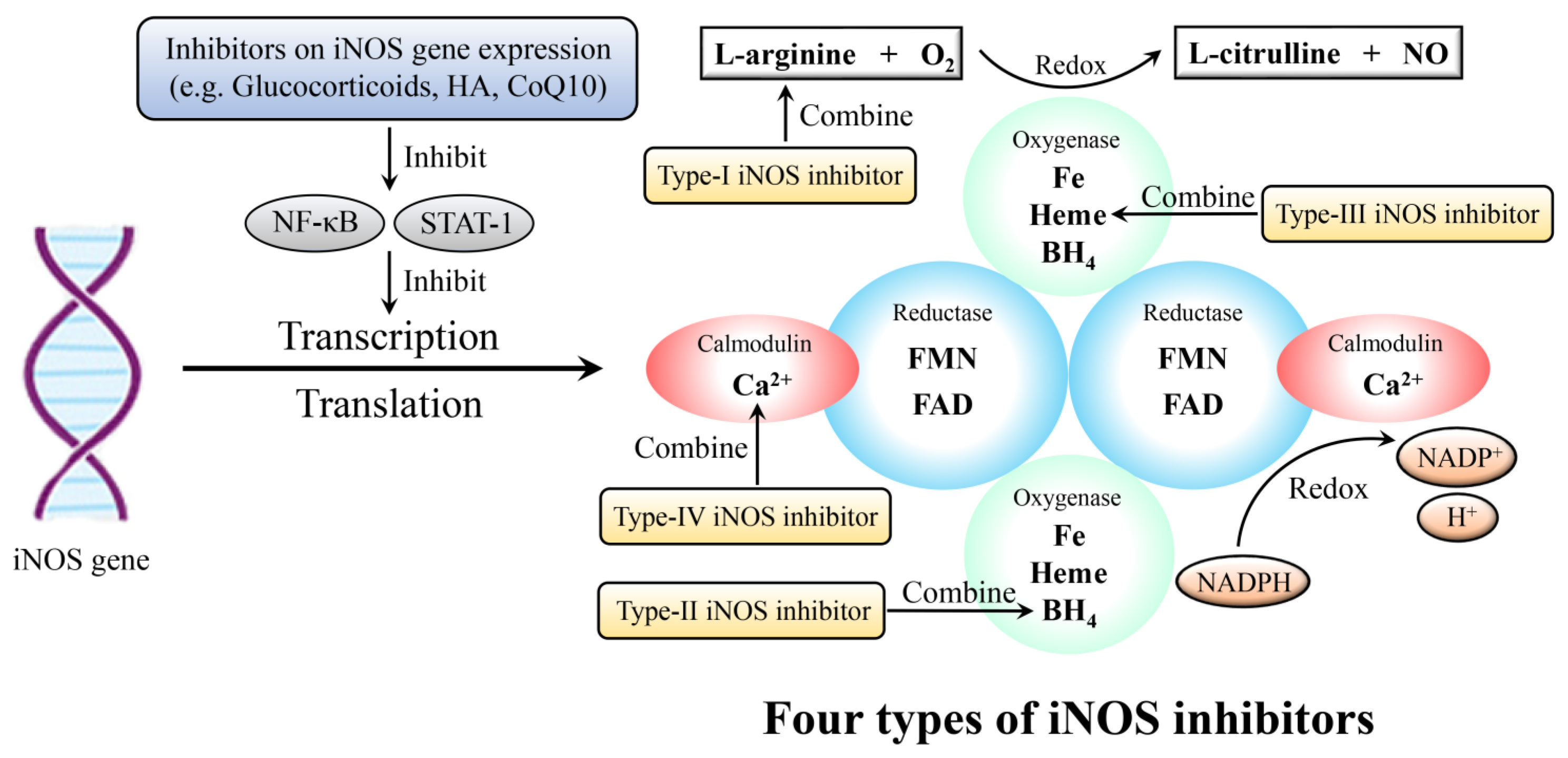 Molecules 28 01683 g005
