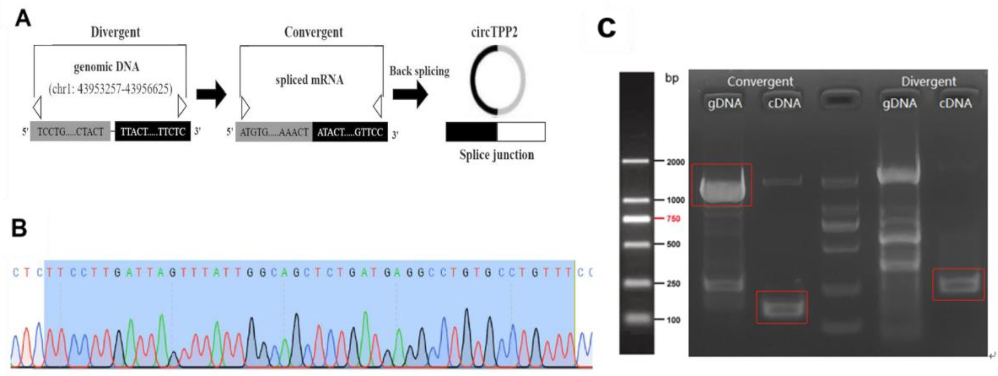 Molecules 28 01701 g005 Molecules 28 01701 g005