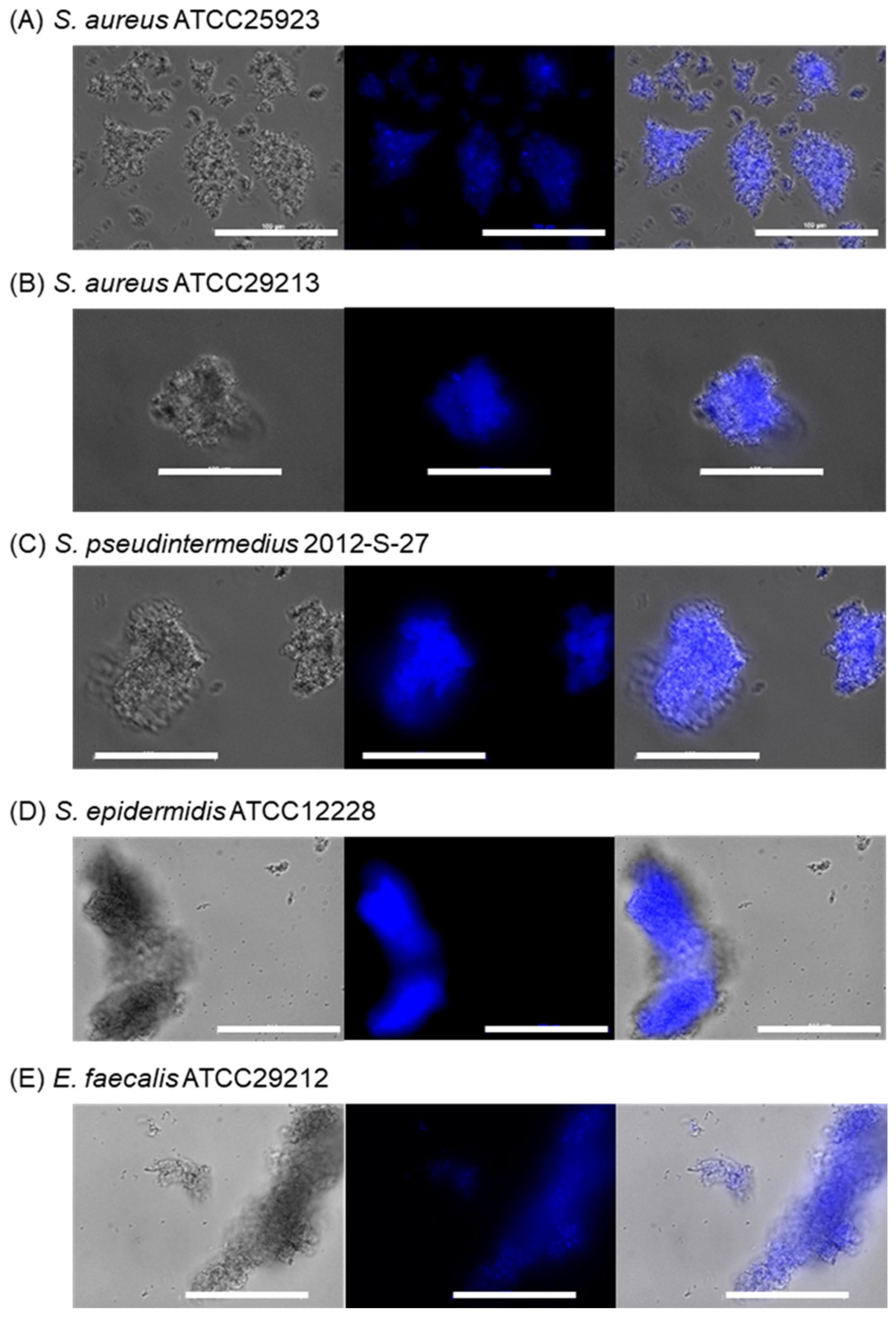 Molecules 28 01704 g009