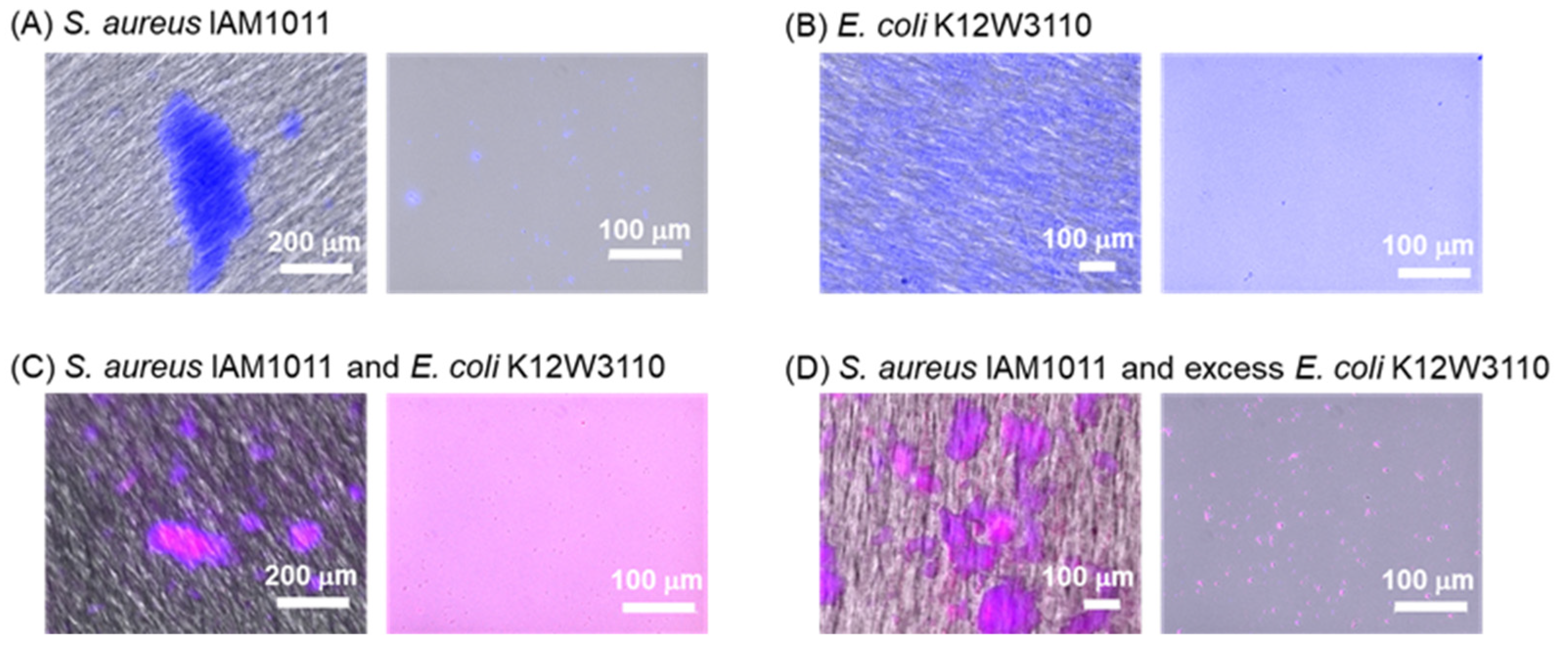 Molecules 28 01704 g011