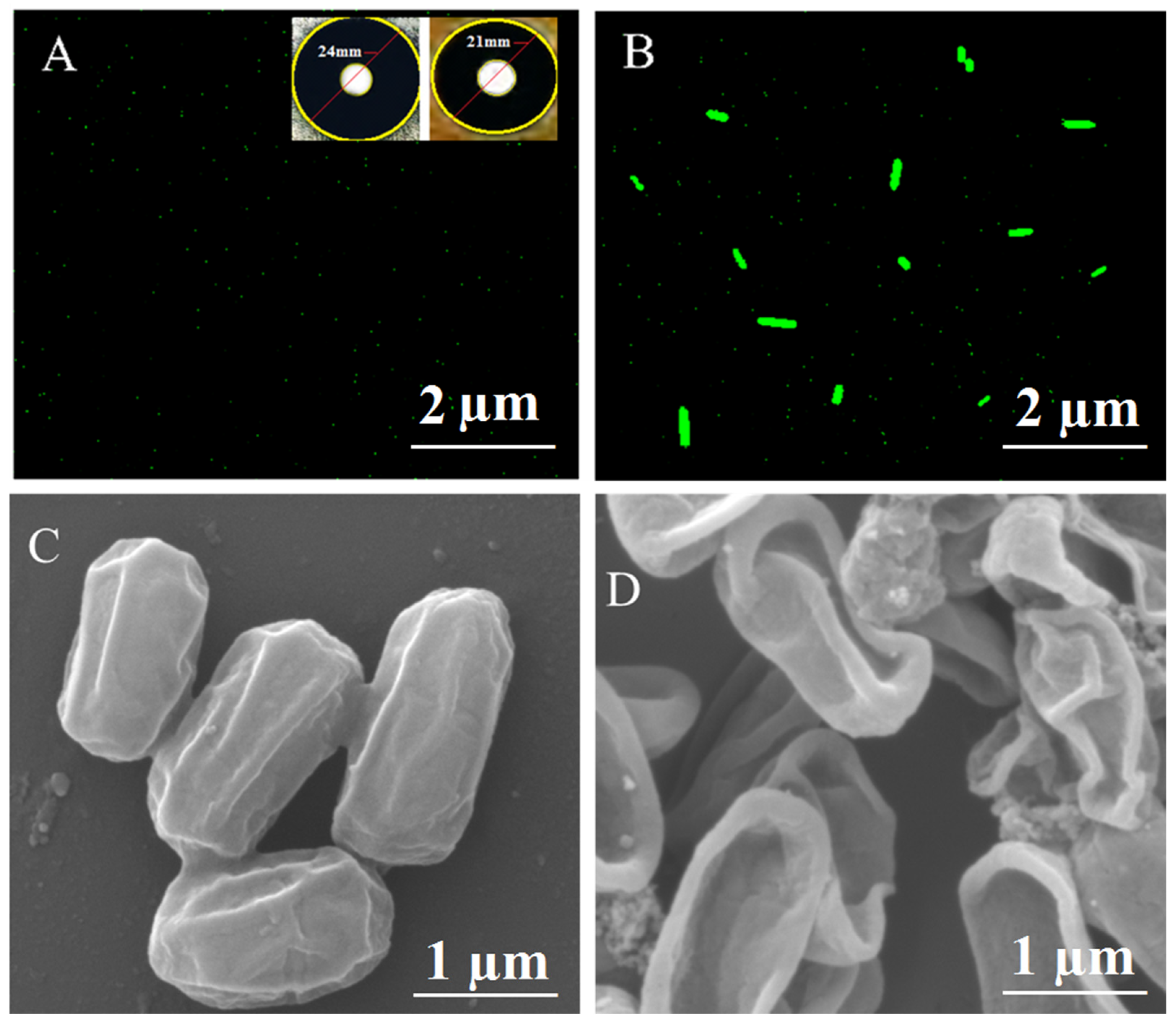 Molecules 28 01705 g008 550