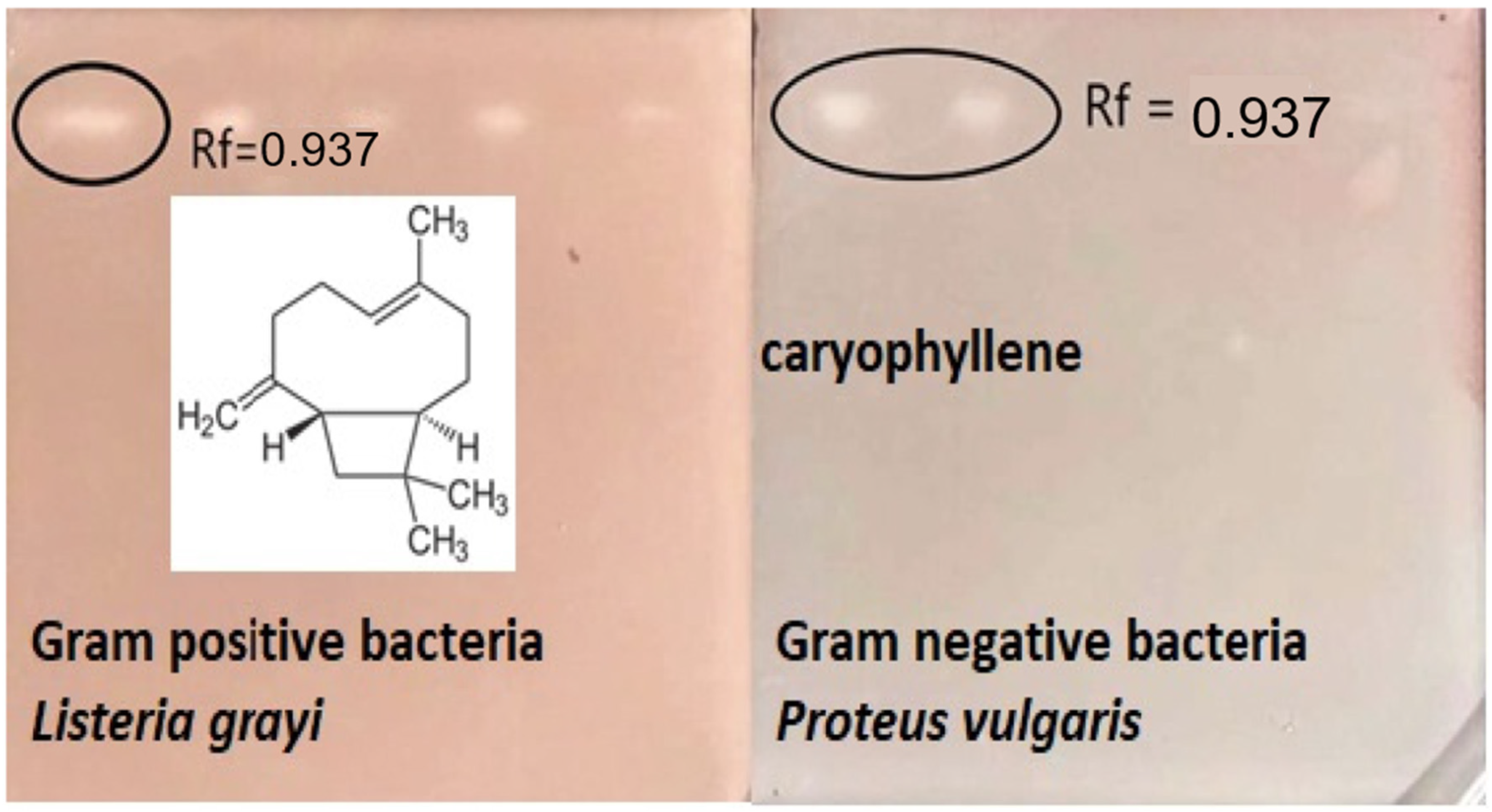 Molecules 28 01741 g003 Molecules 28 01741 g003