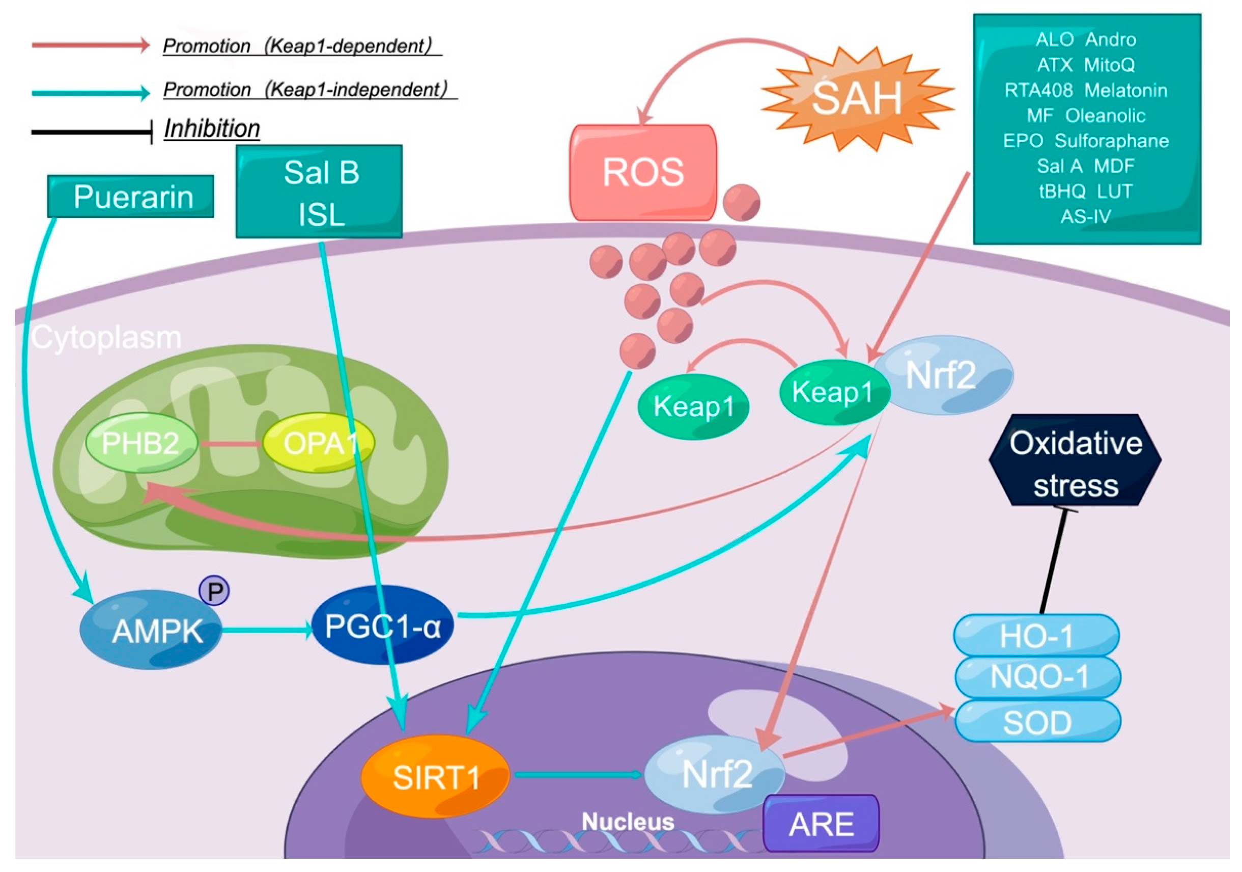 Molecules Free Full Text Pharmacological Modulations Of Nrf2 And molecules-free-full-text-pharmacological-modulations-of-nrf2-and