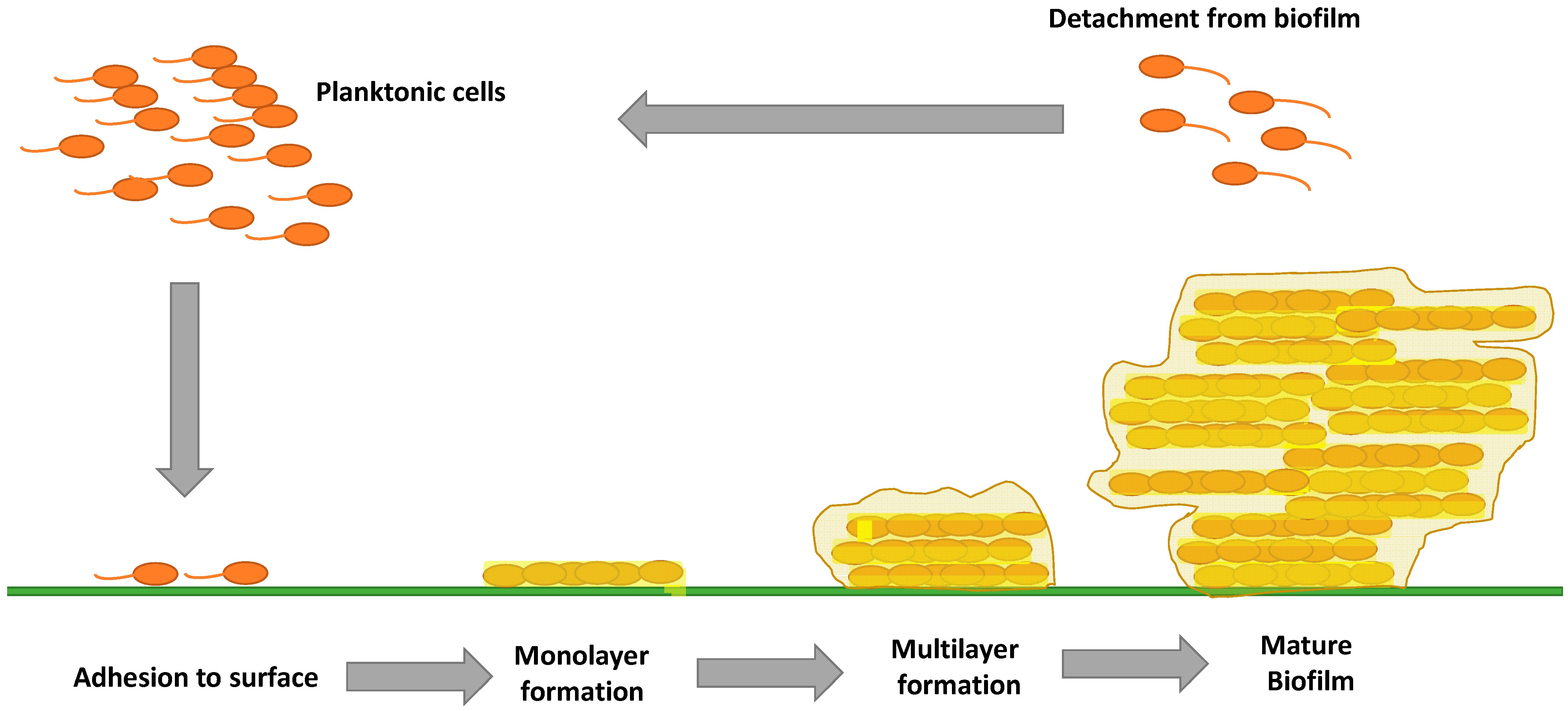 Molecules 28 01751 g001
