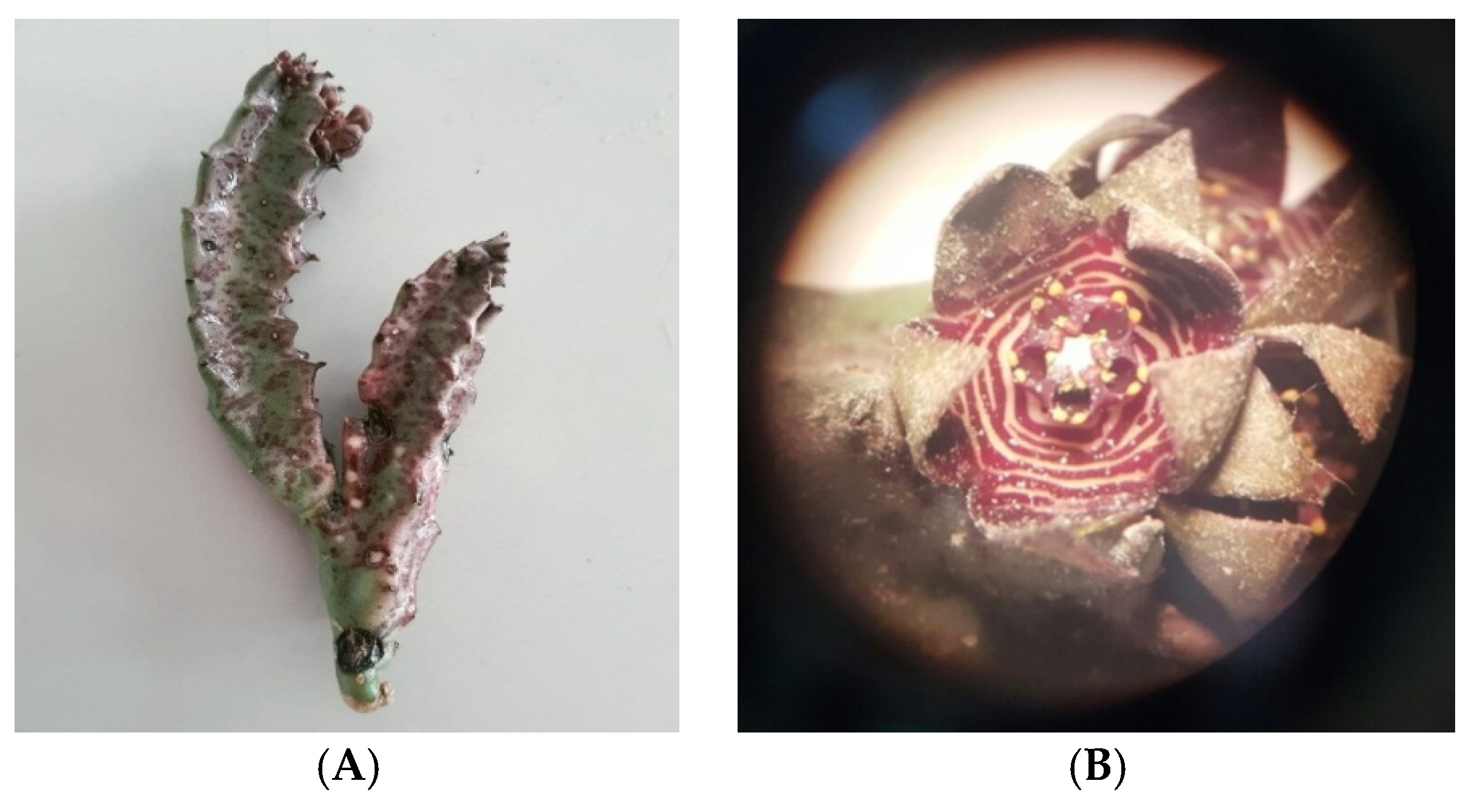 Molecules 28 01780 g008 Molecules 28 01780 g008