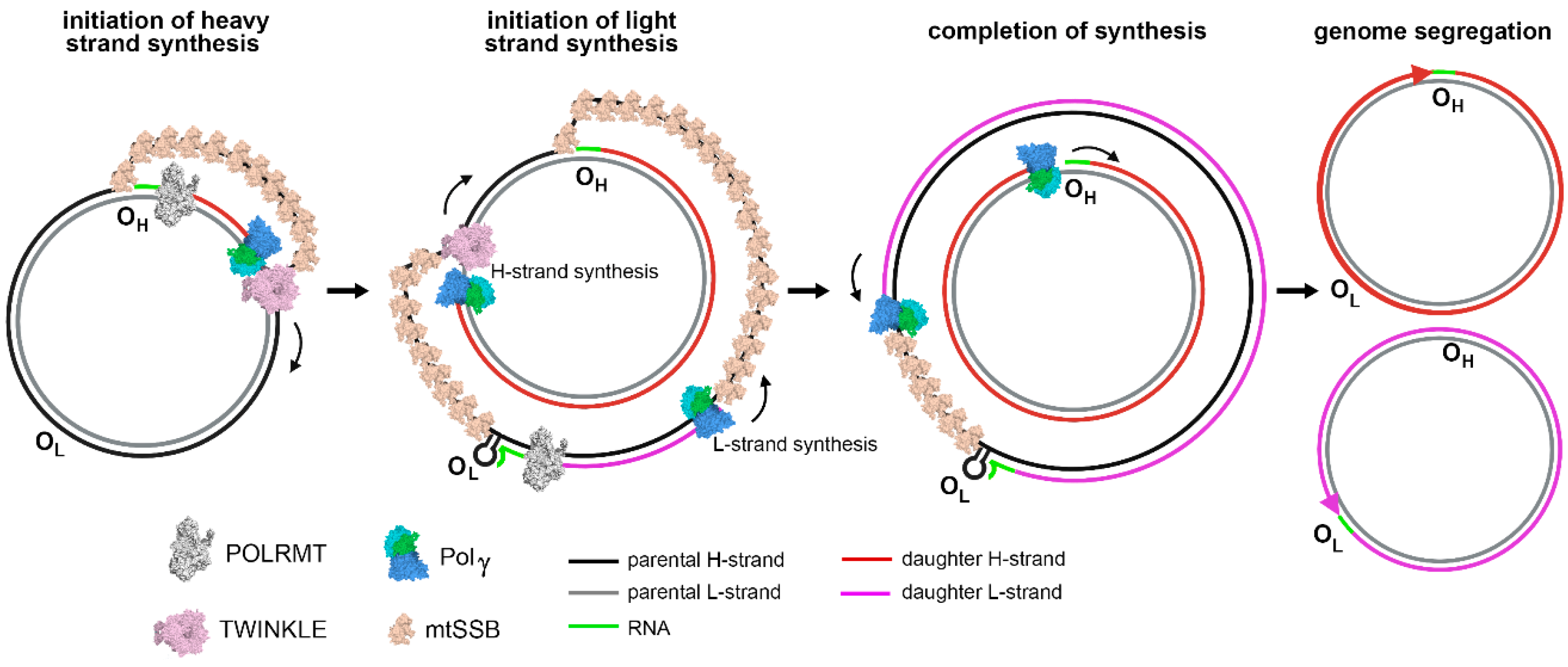 Structural and Molecular Basis for Mitochondrial DNA Replication and ... Biology Diagrams