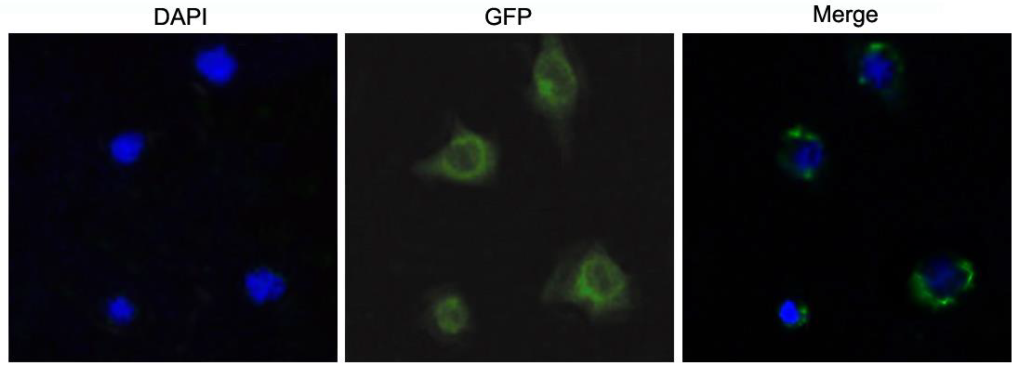 Molecules 28 01806 g004 Molecules 28 01806 g004