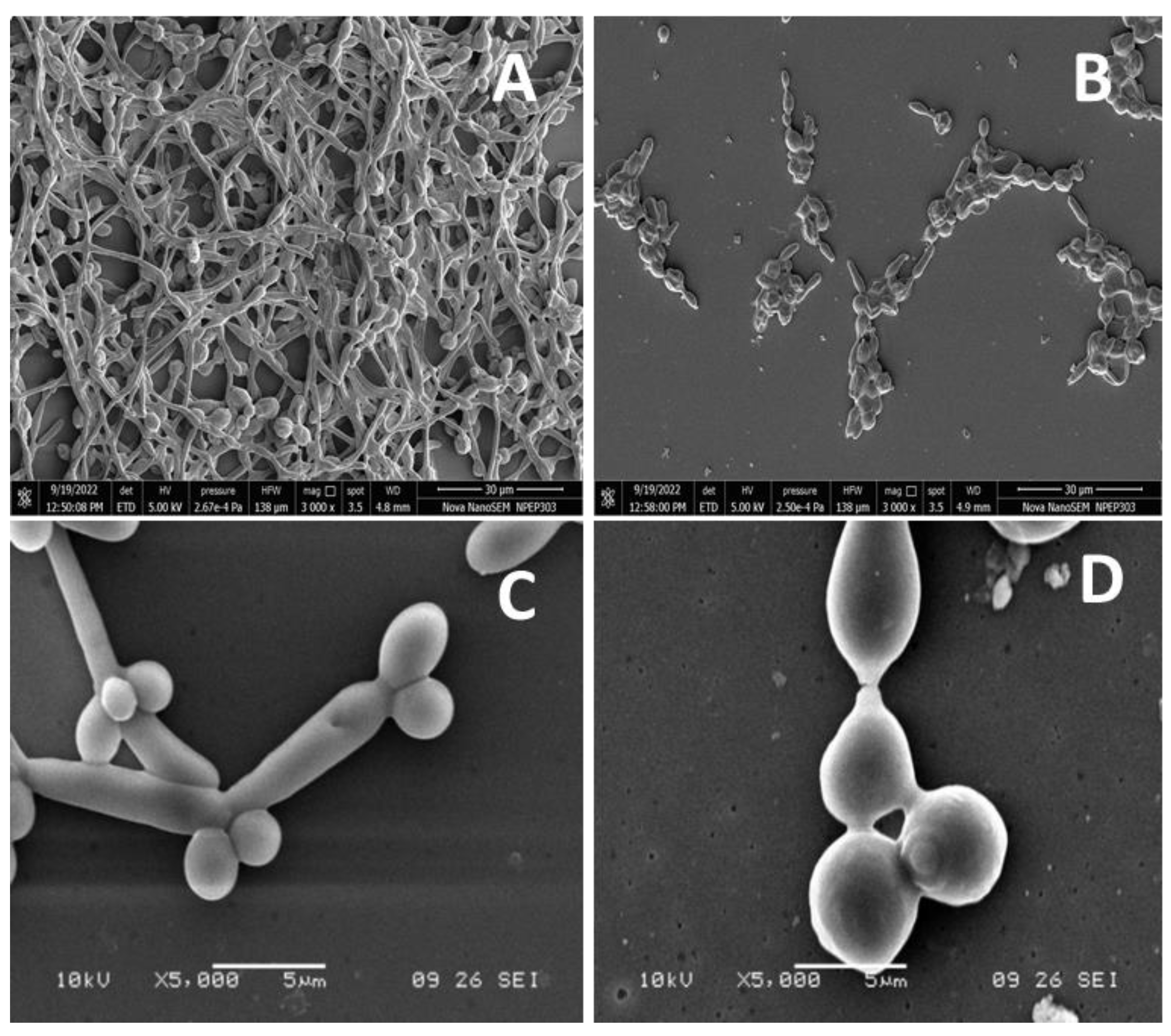 Molecules 28 01836 g006 Molecules 28 01836 g006