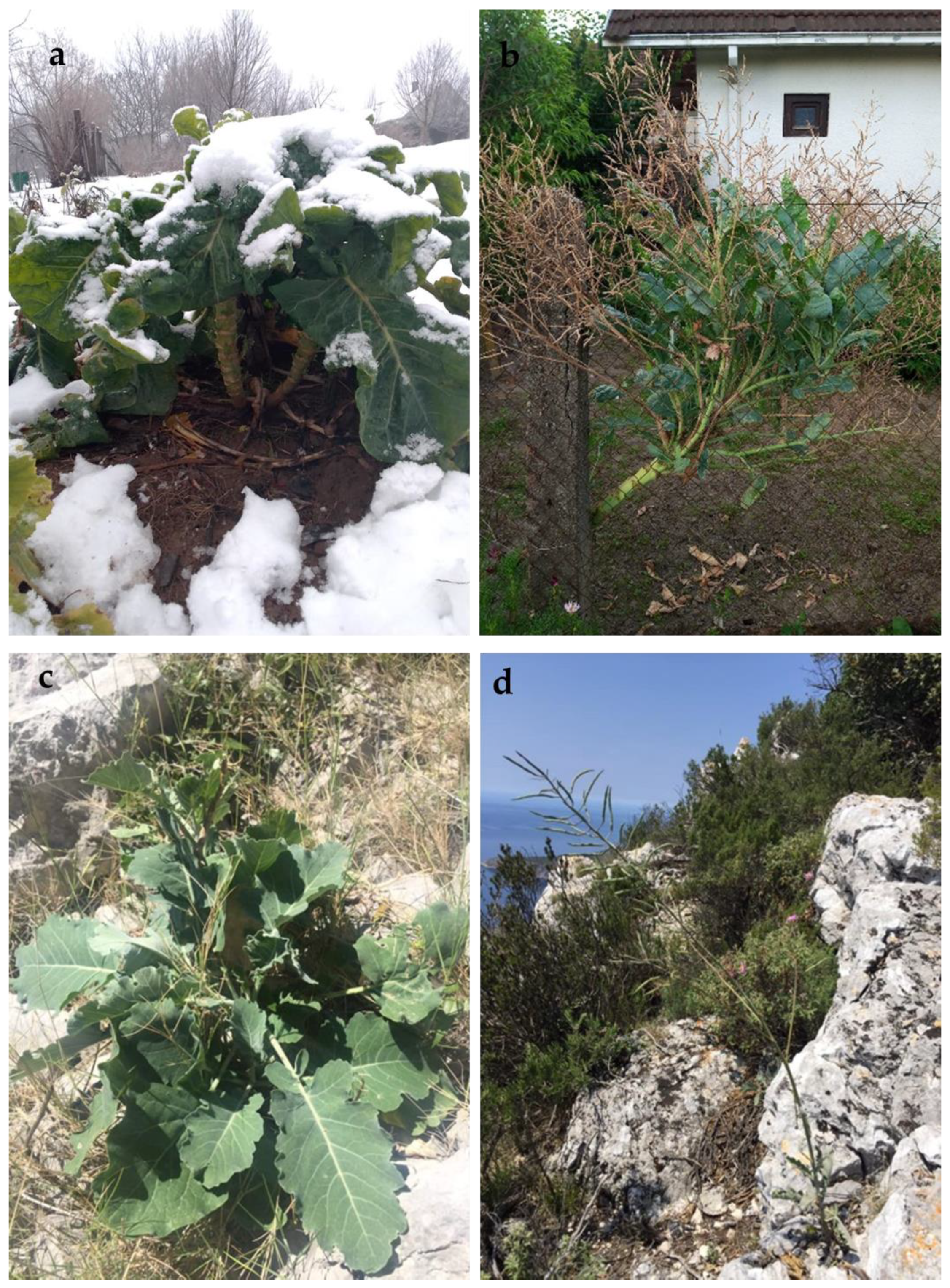 Molecules 28 01840 g001