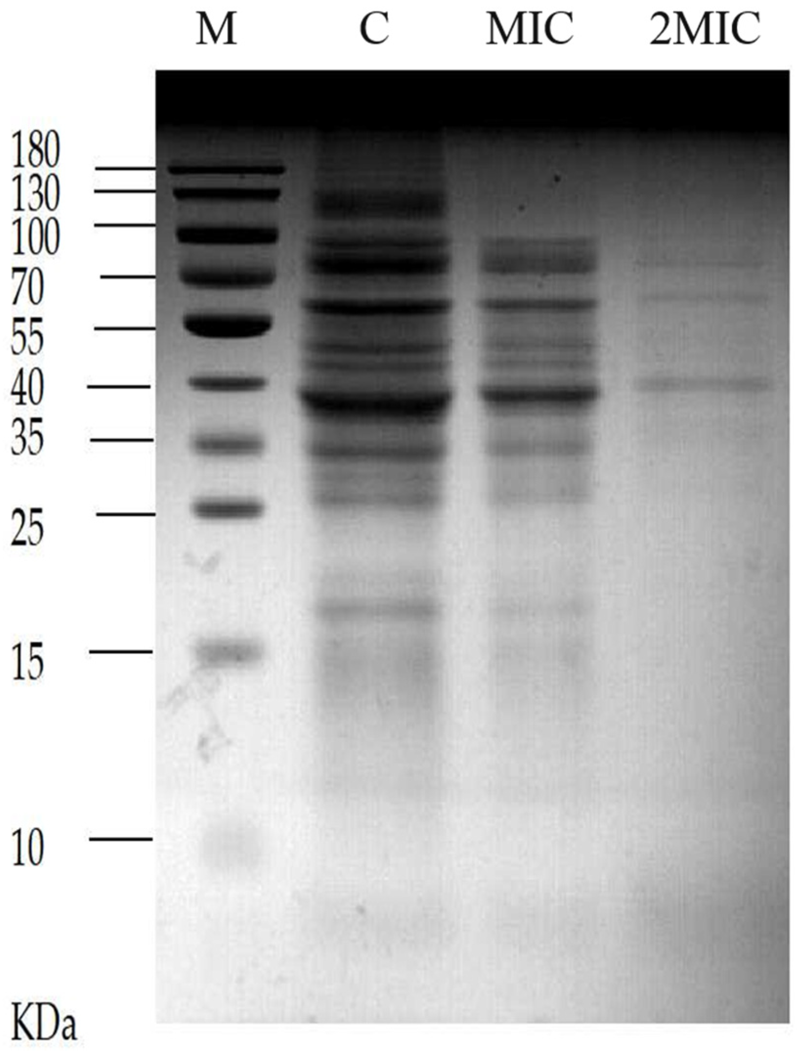 Molecules 28 01895 g006