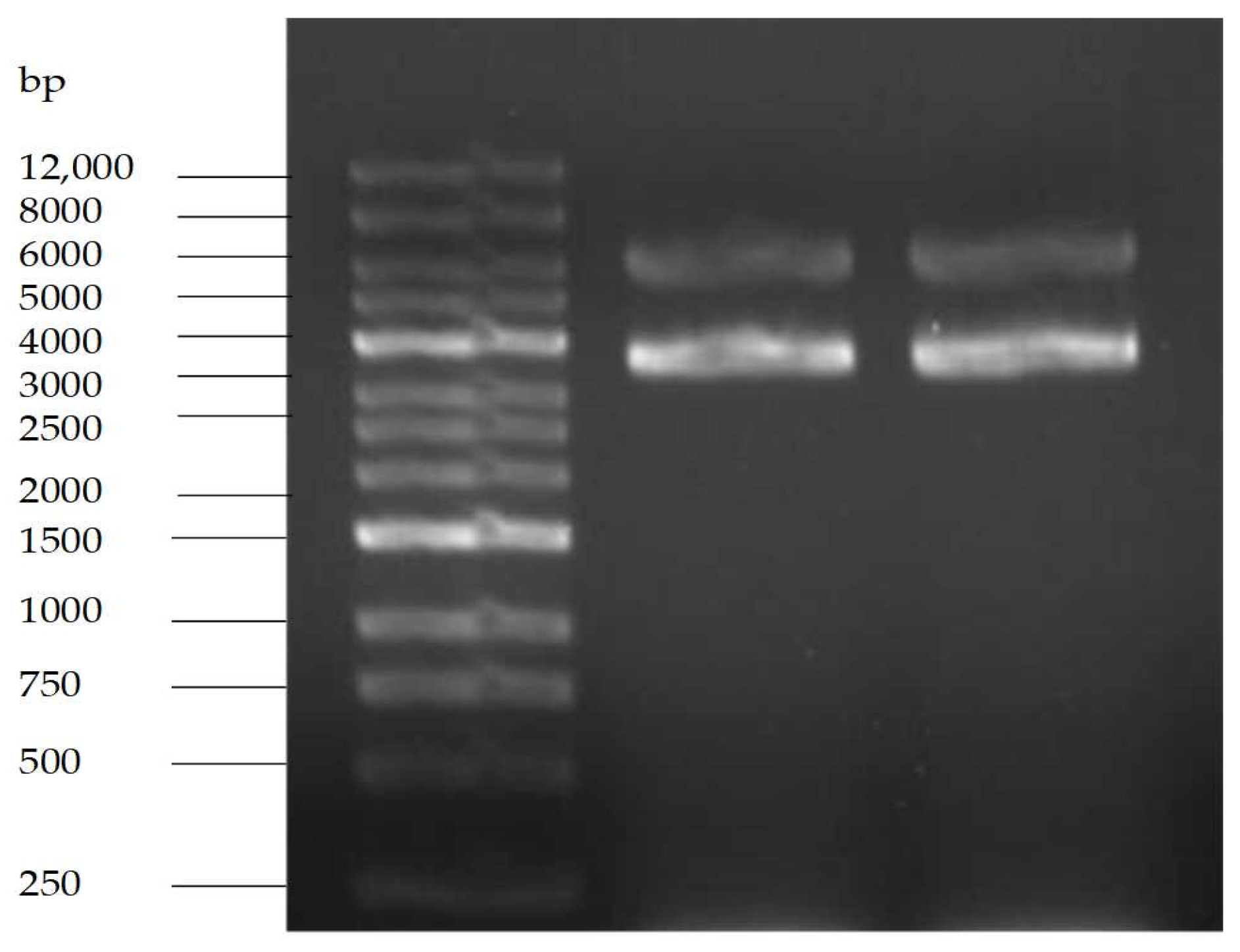 Molecules 28 01895 g011