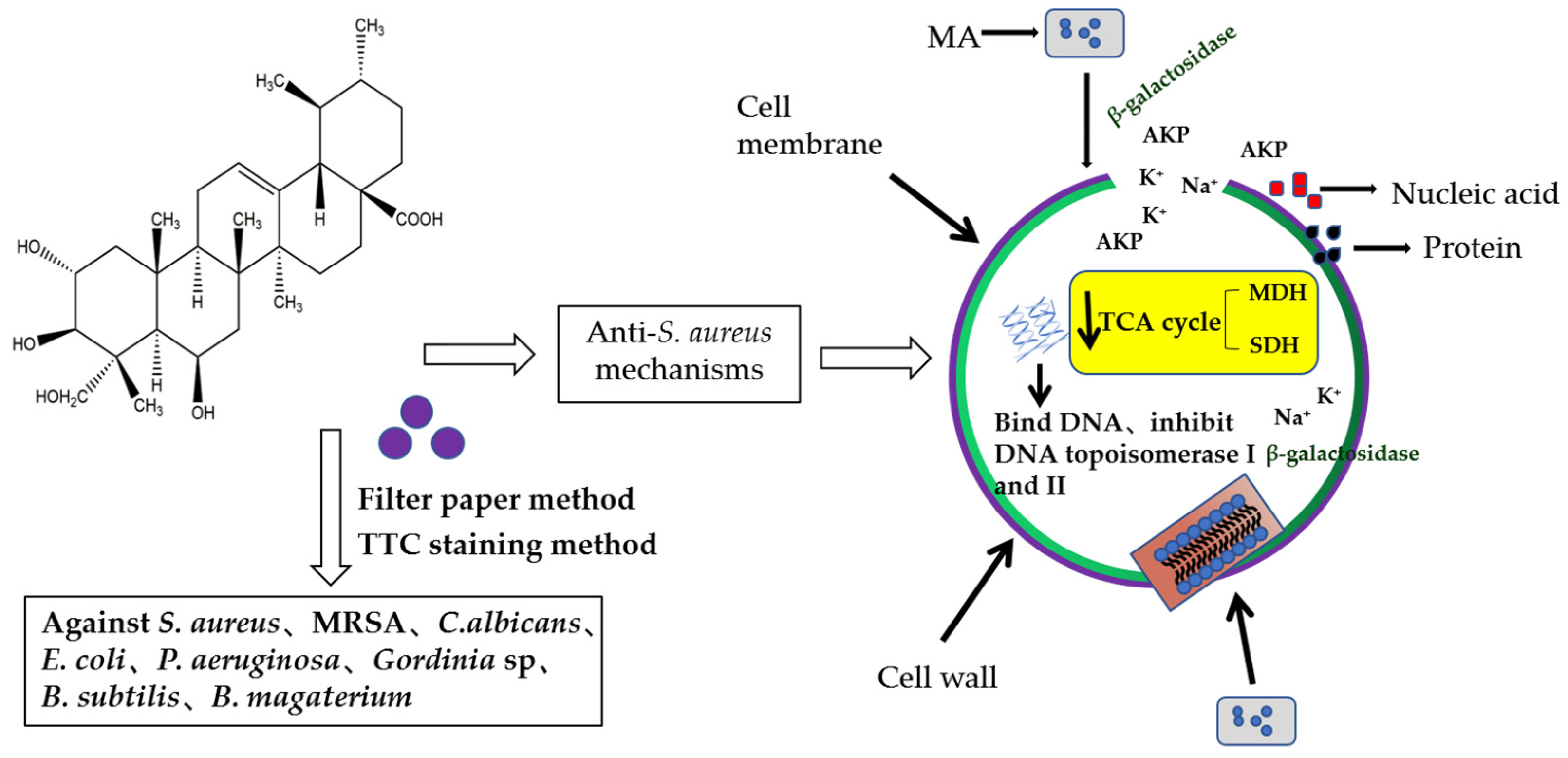 Molecules Free FullText Antibacterial Activity and Mechanism of