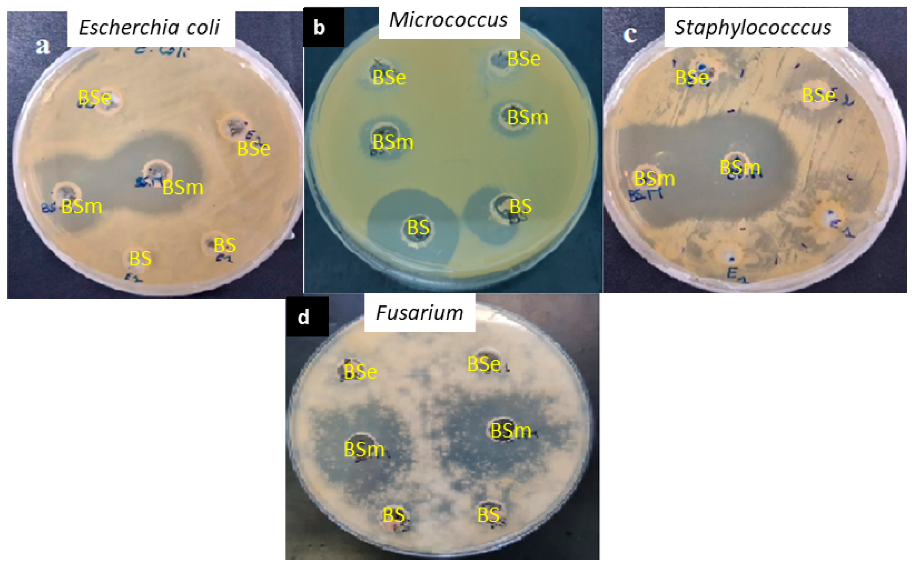 Molecules 28 01912 g007 Molecules 28 01912 g007
