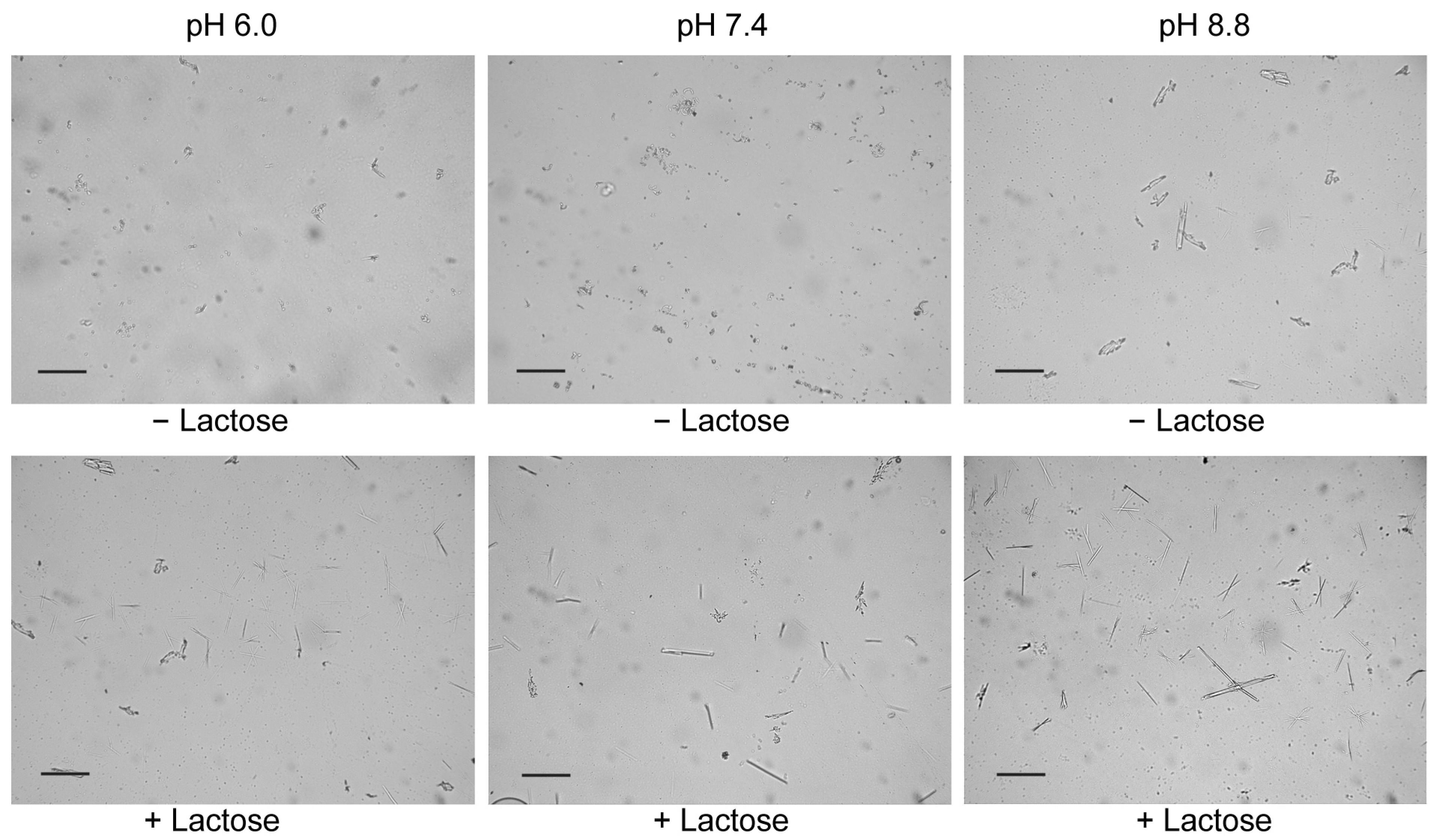 Molecules 28 01979 g004 Molecules 28 01979 g004