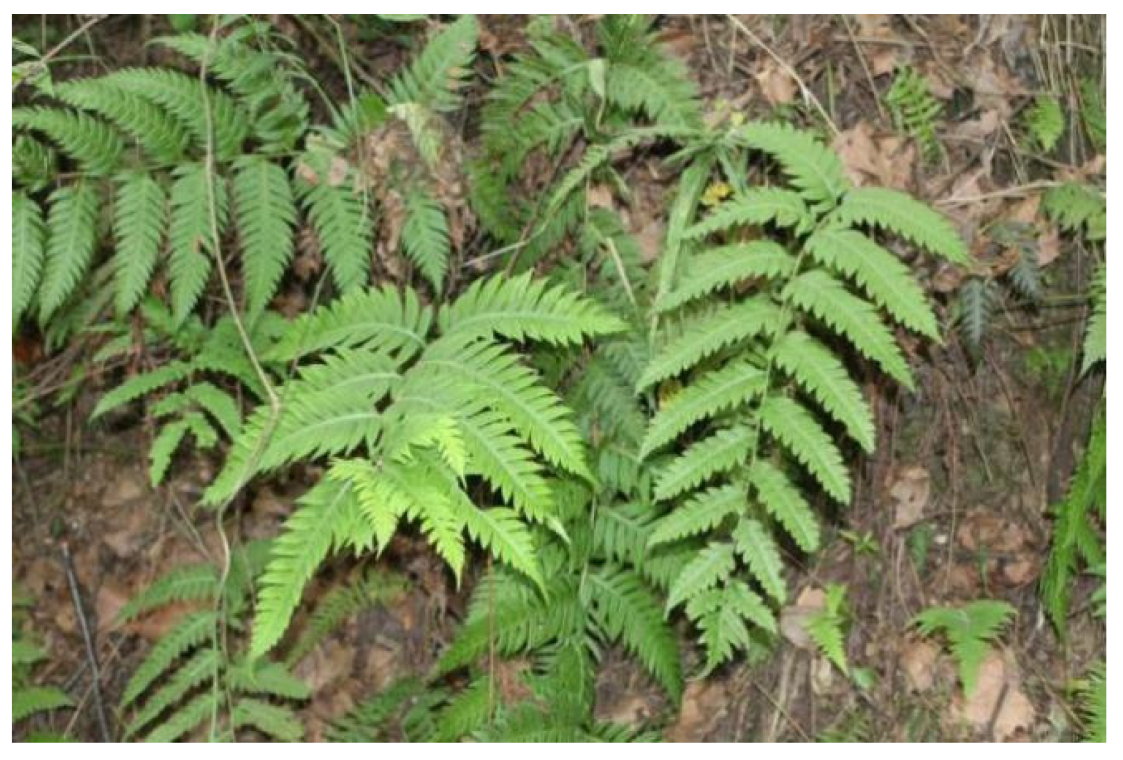 Molecules 28 01985 g011 Molecules 28 01985 g011