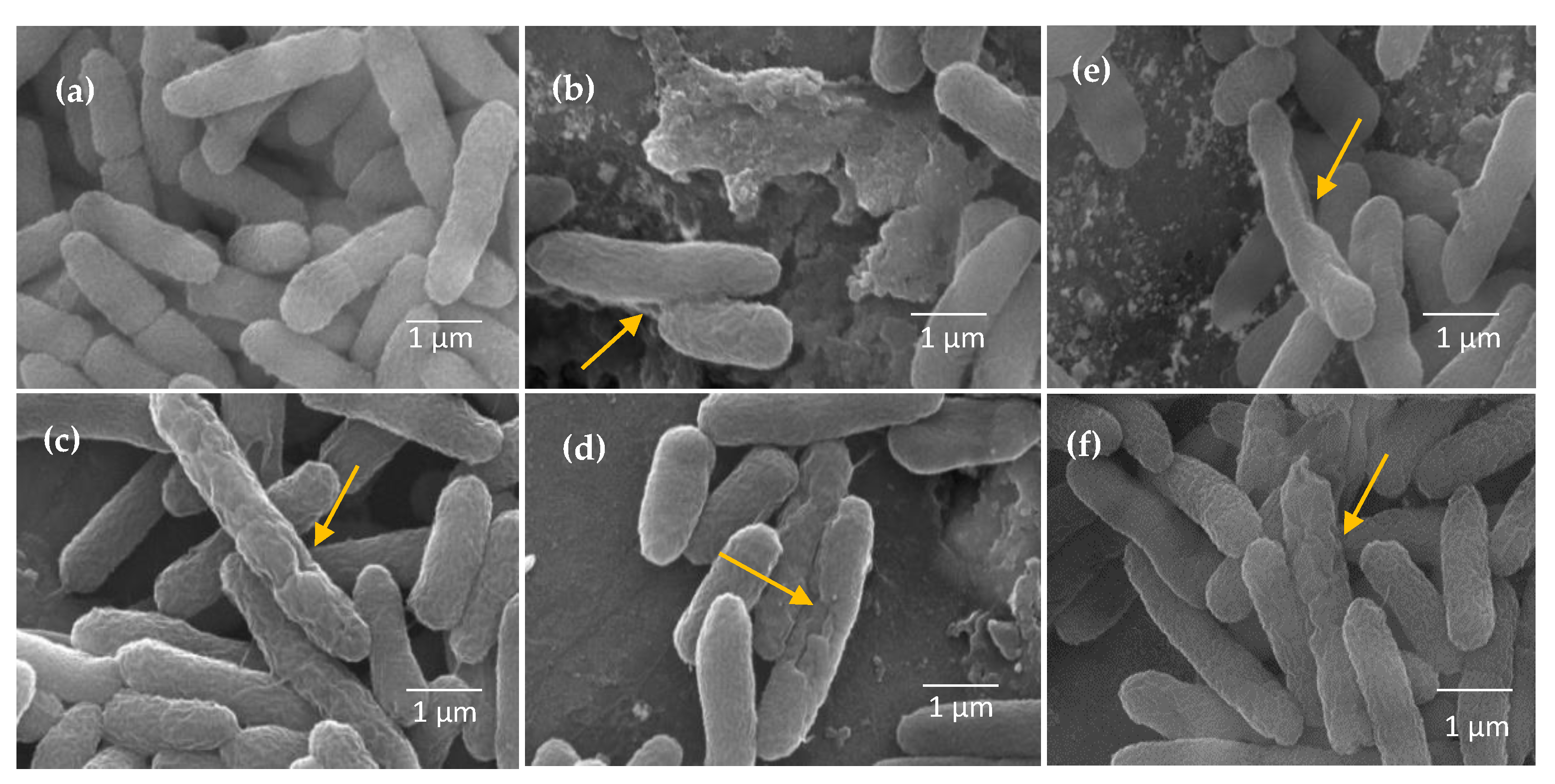 Molecules 28 02002 g009 Molecules 28 02002 g009
