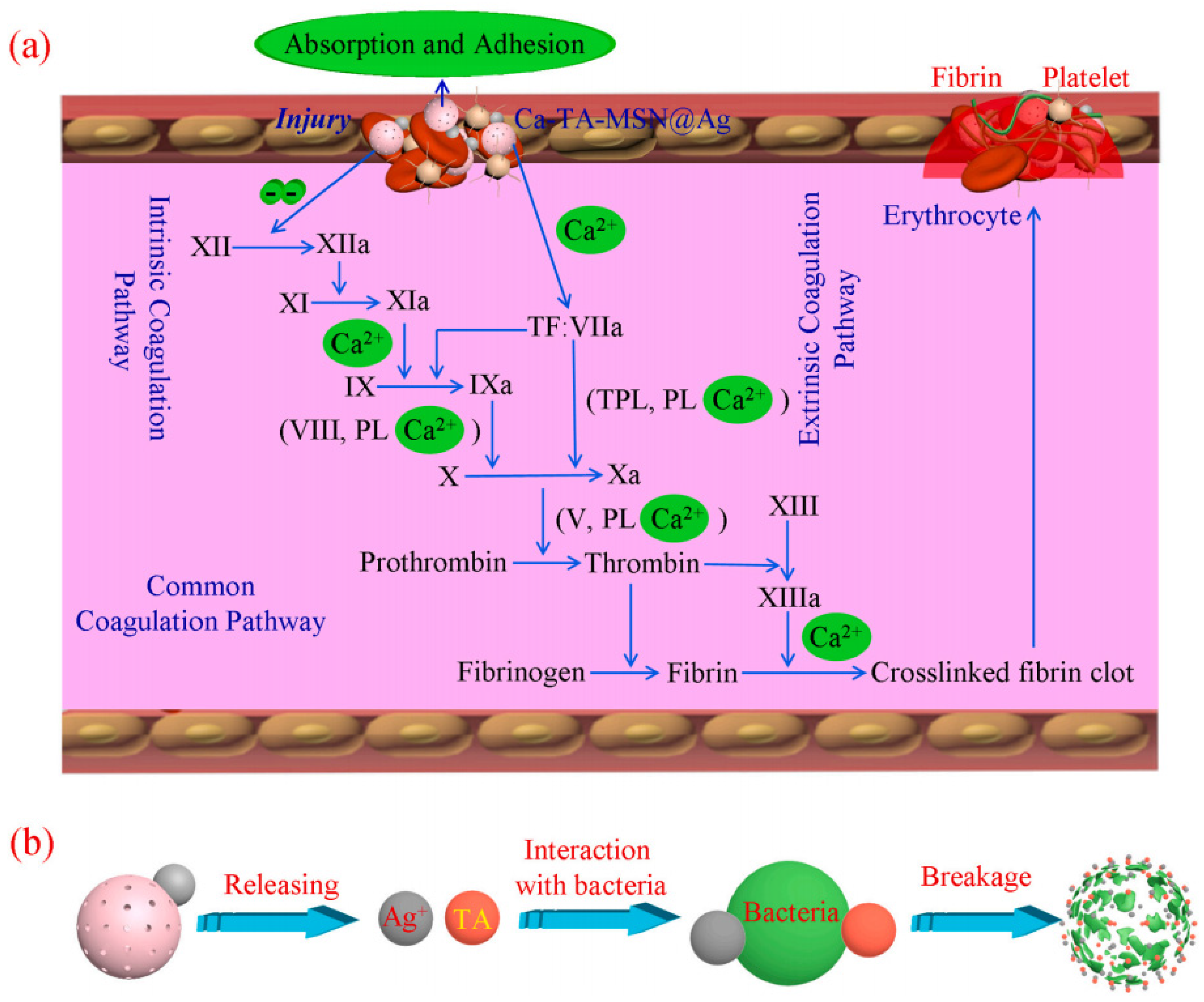 Molecules 28 02013 g011 Molecules 28 02013 g011