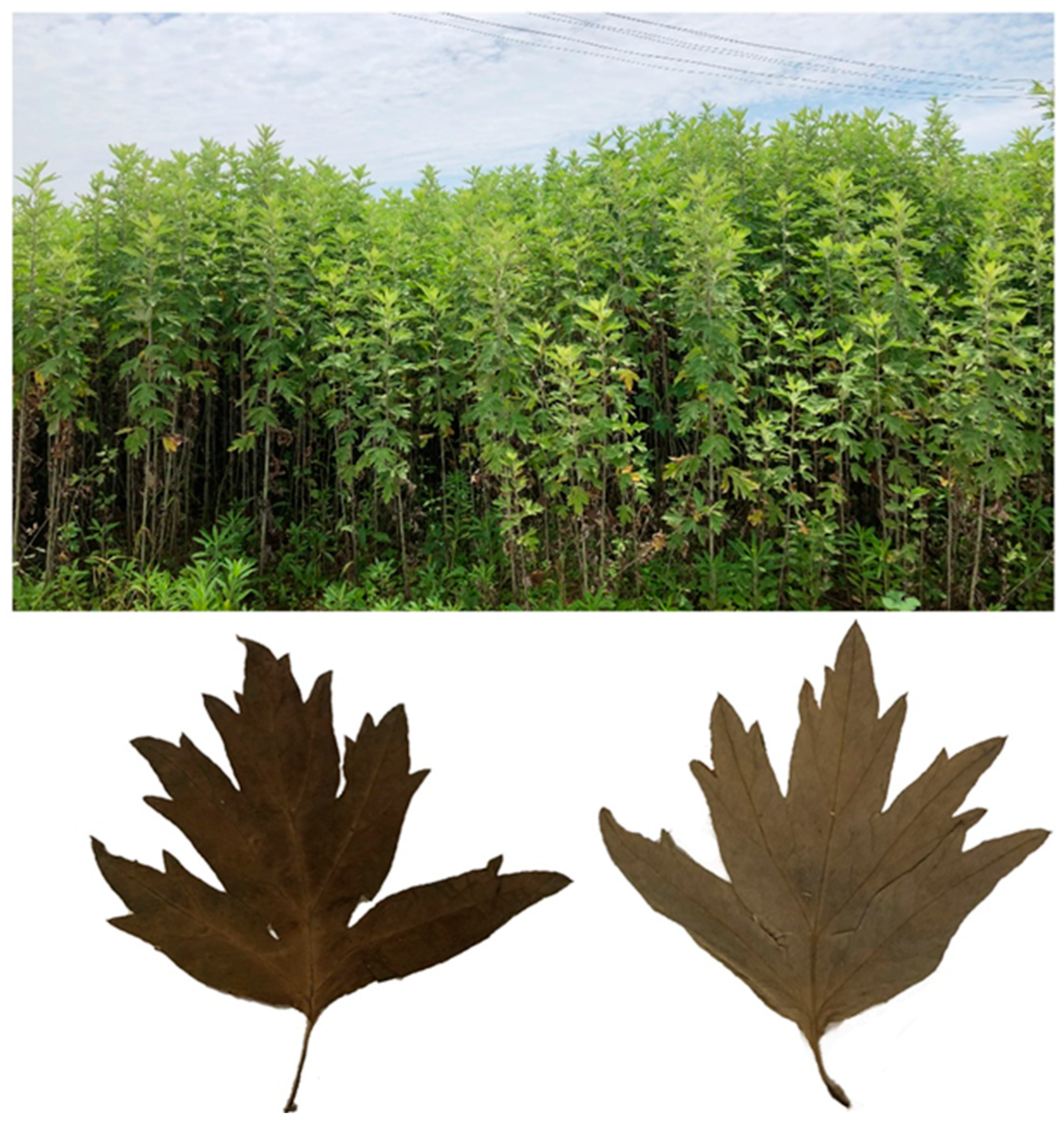 Molecules 28 02022 g005 Molecules 28 02022 g005