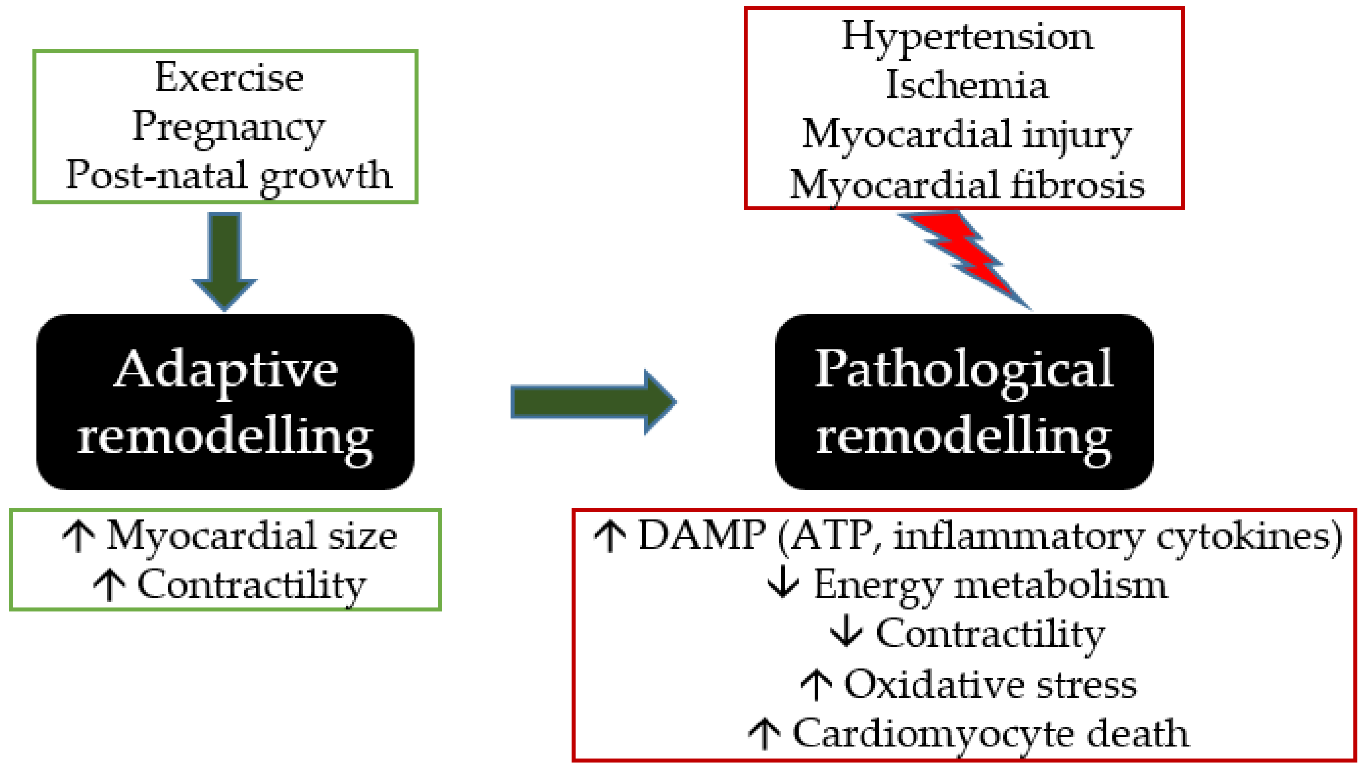 molecules-free-full-text-the-pleiotropic-role-of-extracellular-atp