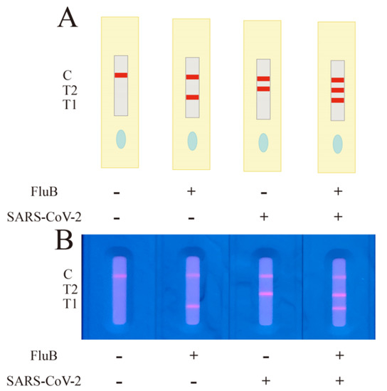 A Novel Strategy for Rapid Fluorescence Detection of FluB and SARS-CoV-2
