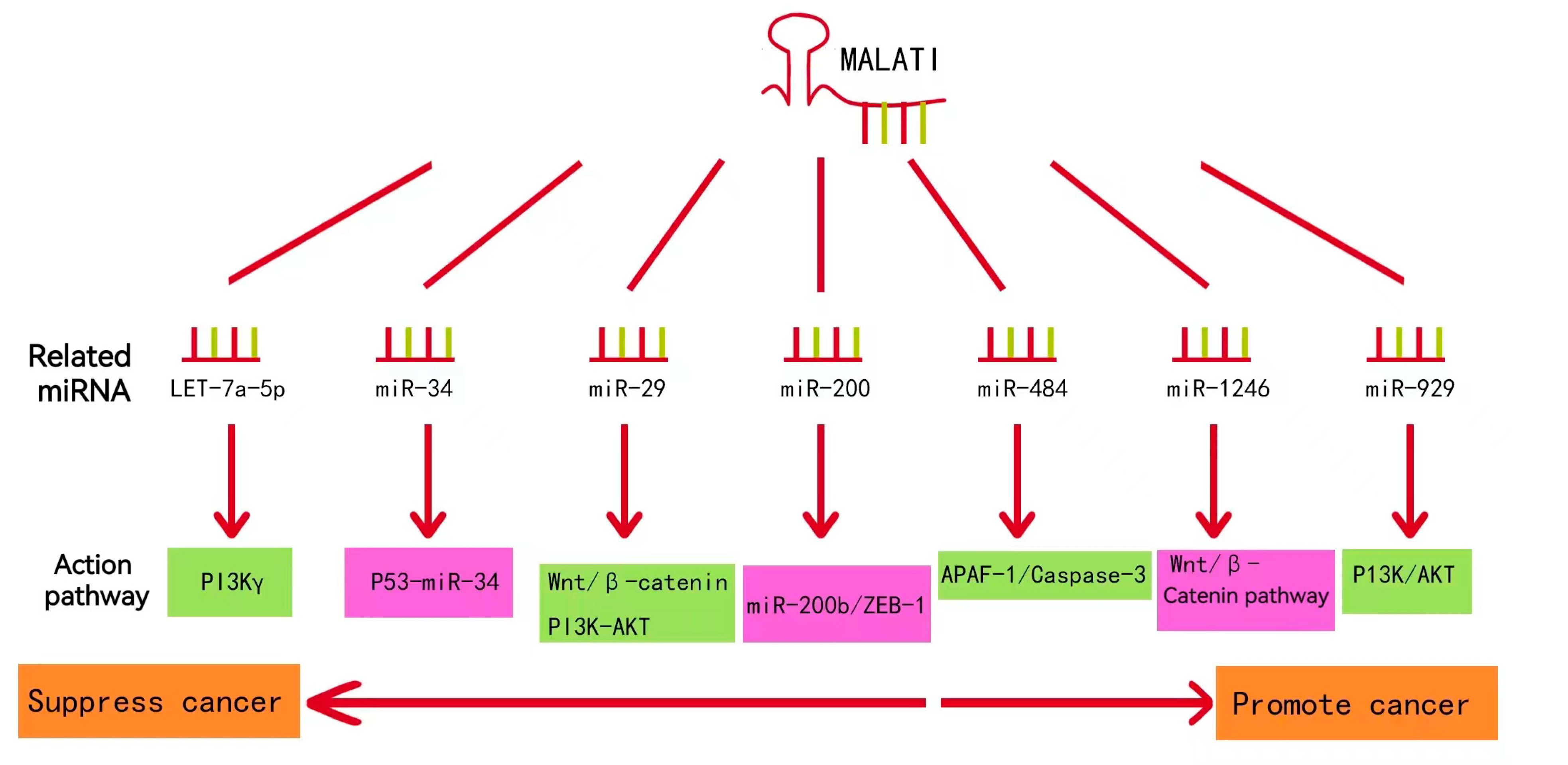 LncRNA-MALAT1: A Key Participant in the Occurrence and Development of ...