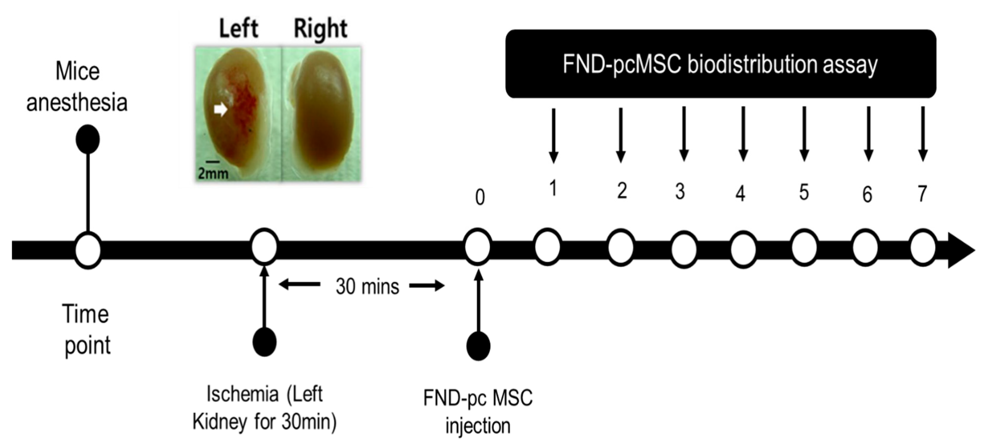 Molecules 28 02130 g004