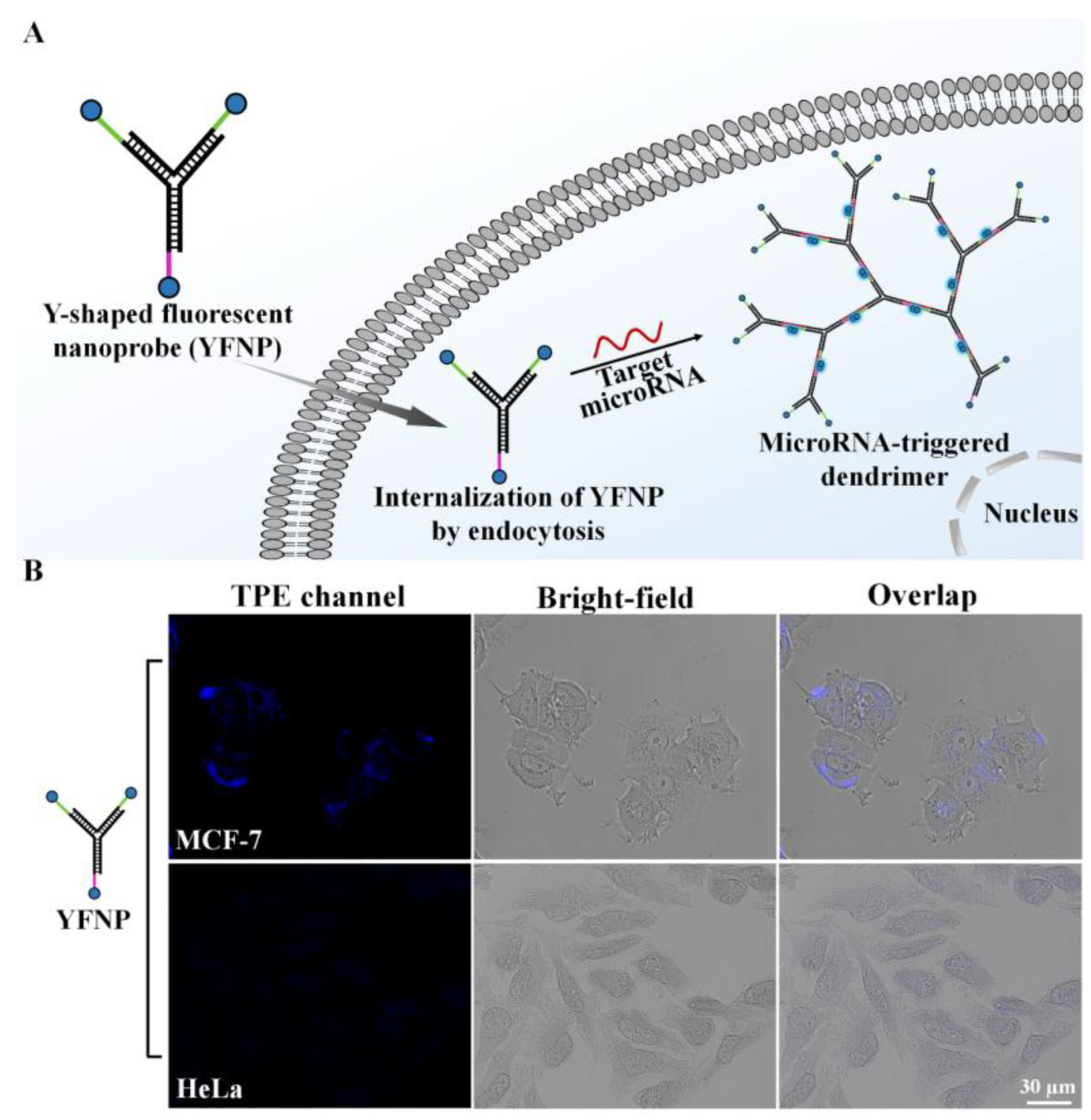 Molecules 28 02149 g005 Molecules 28 02149 g005