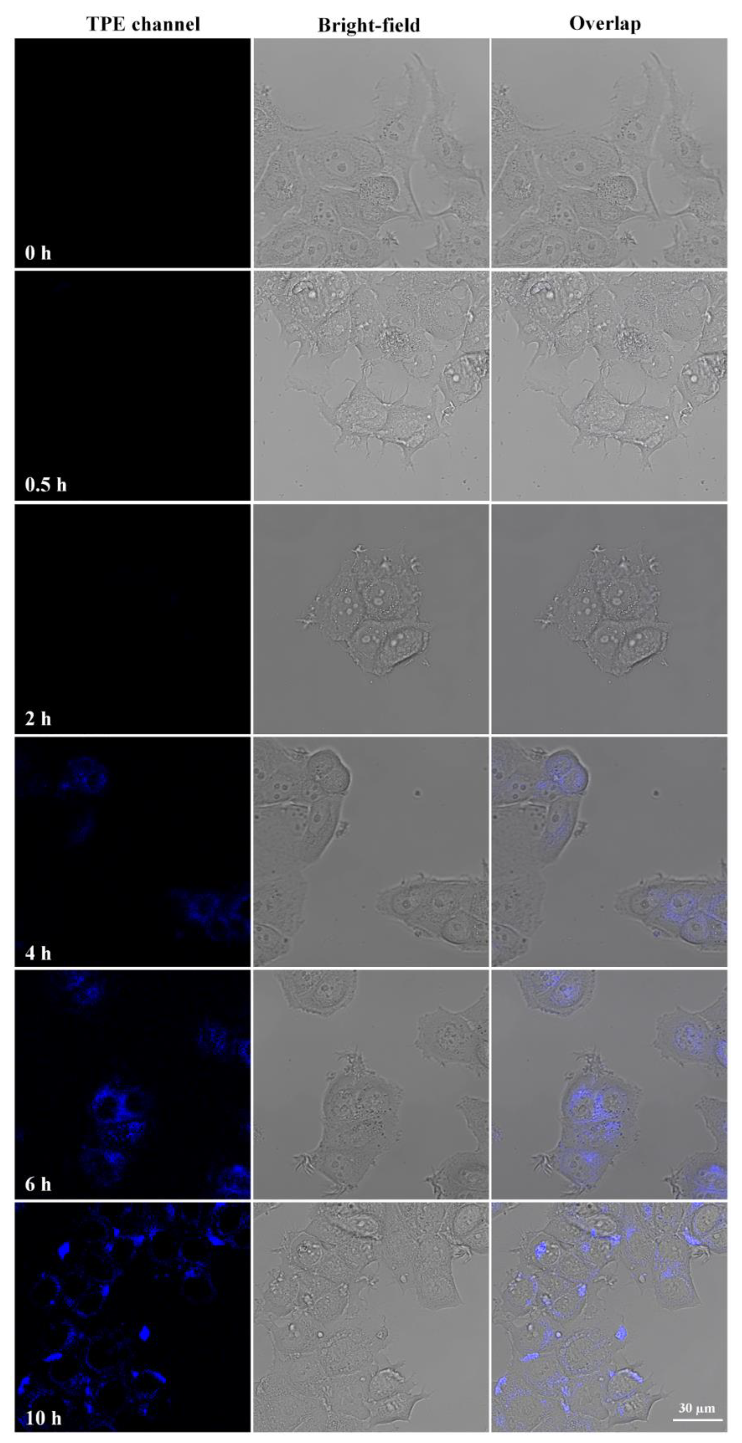 Molecules 28 02149 g006 Molecules 28 02149 g006