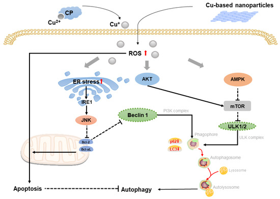 Recent Advances in Cancer Therapeutic Copper-Based Nanomaterials for ...