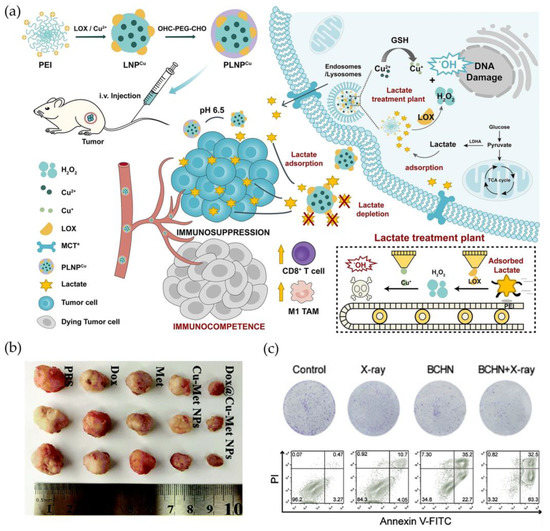 Recent Advances in Cancer Therapeutic Copper-Based Nanomaterials for ...