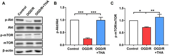 Rutin mitigates fluoride-induced nephrotoxicity by