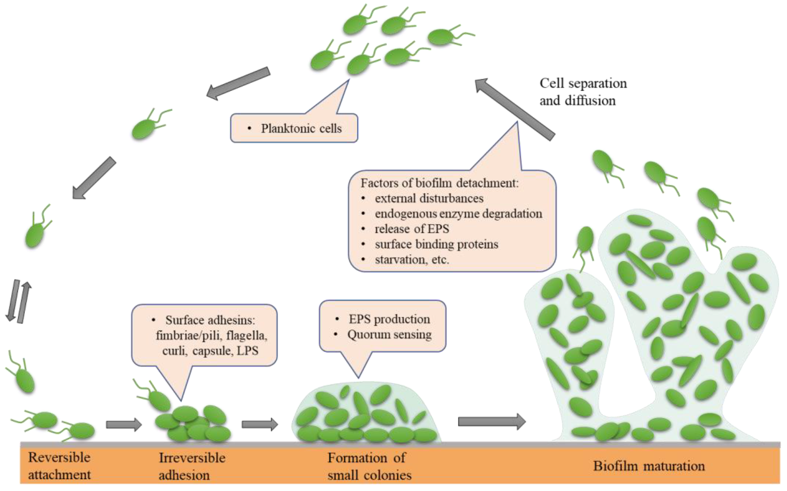 File:CAOB formation hypothesis 1.png - Wikimedia Commons