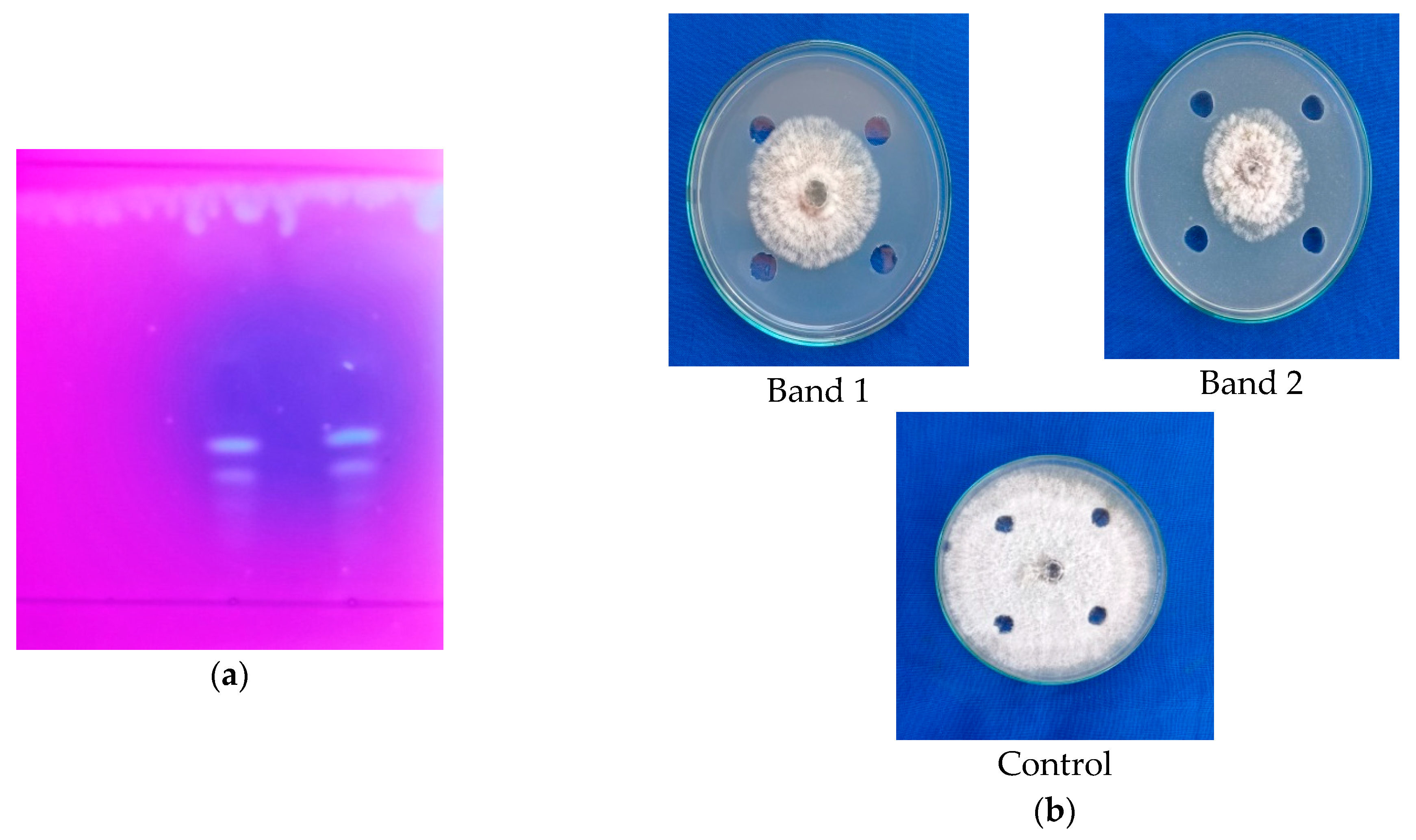 Molecules 28 02476 g004 Molecules 28 02476 g004