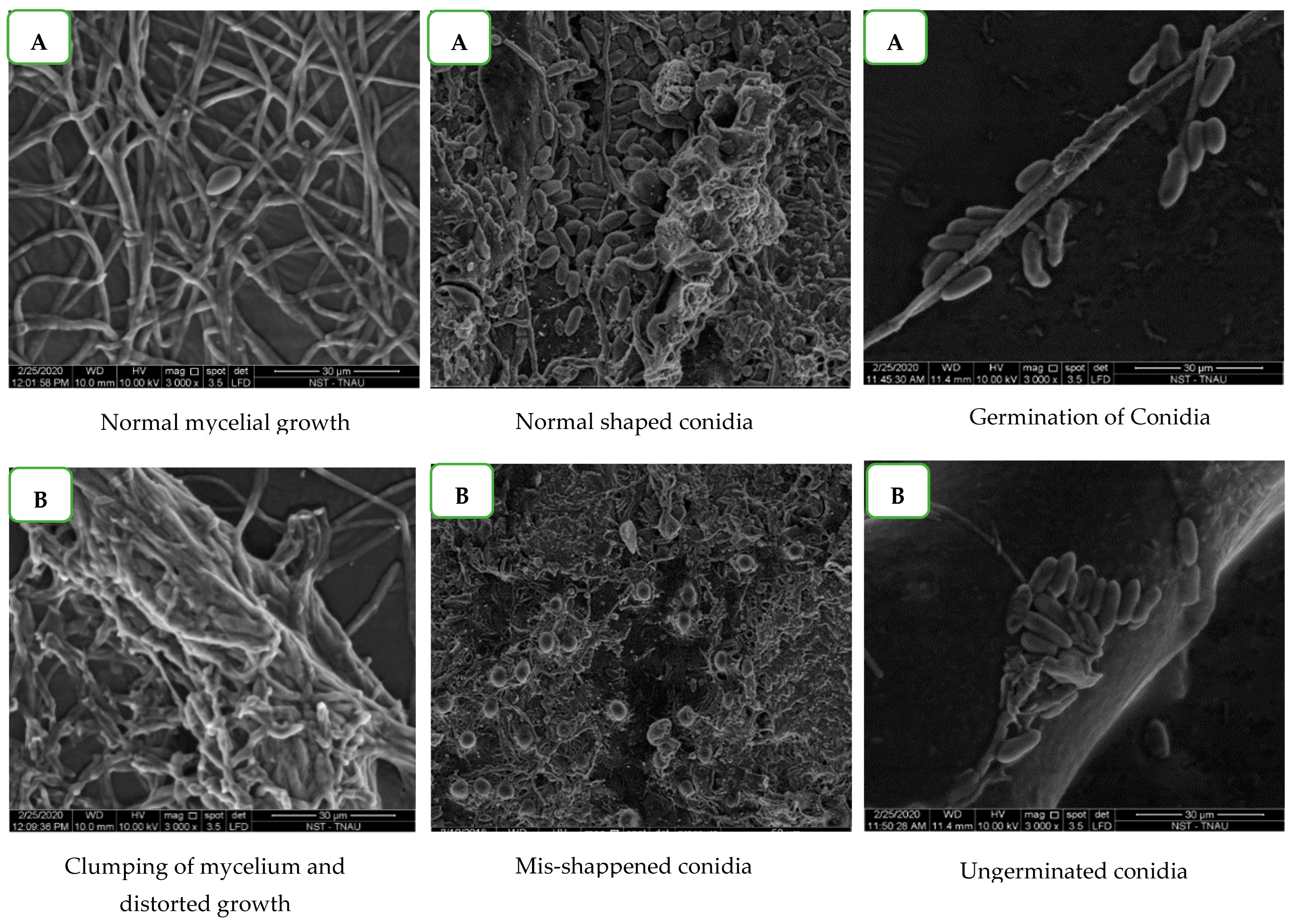 Molecules 28 02476 g007 Molecules 28 02476 g007