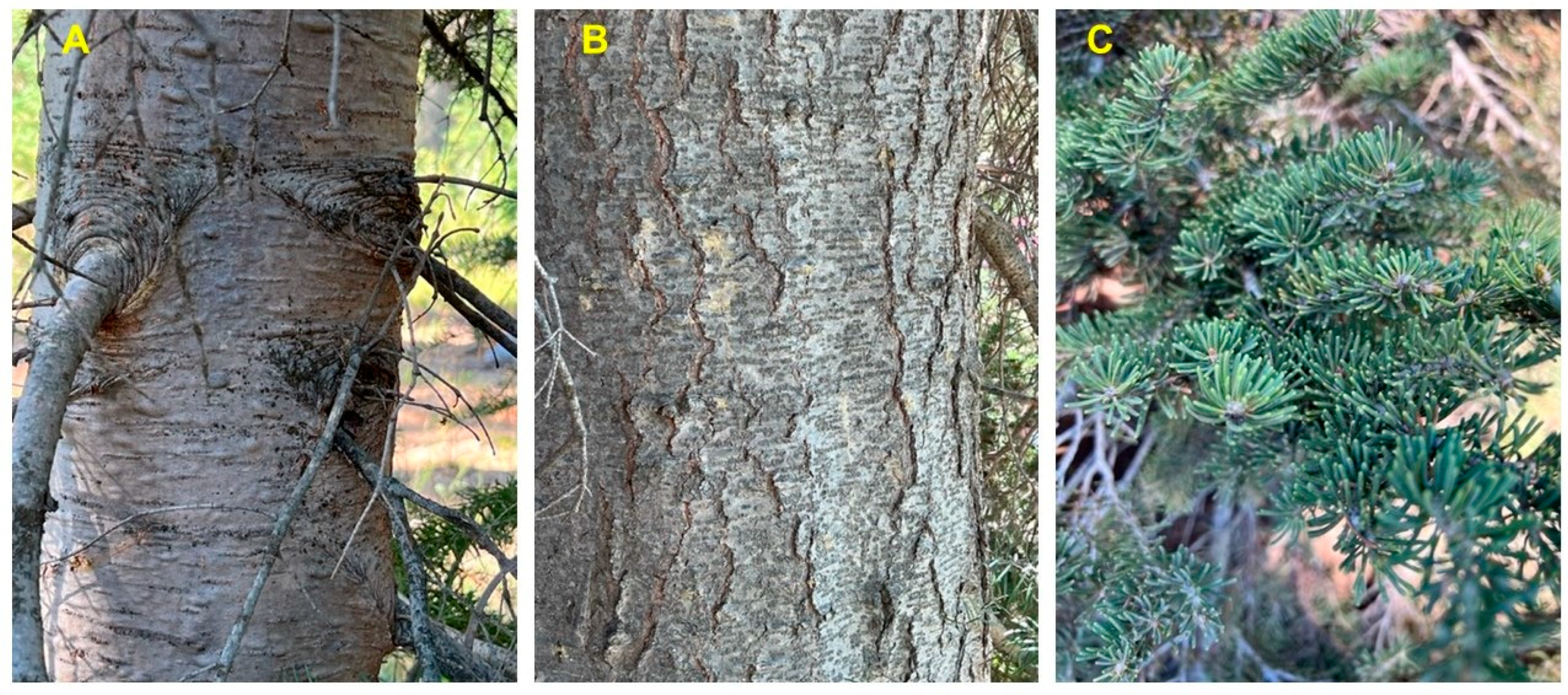Molecules 28 02477 g002