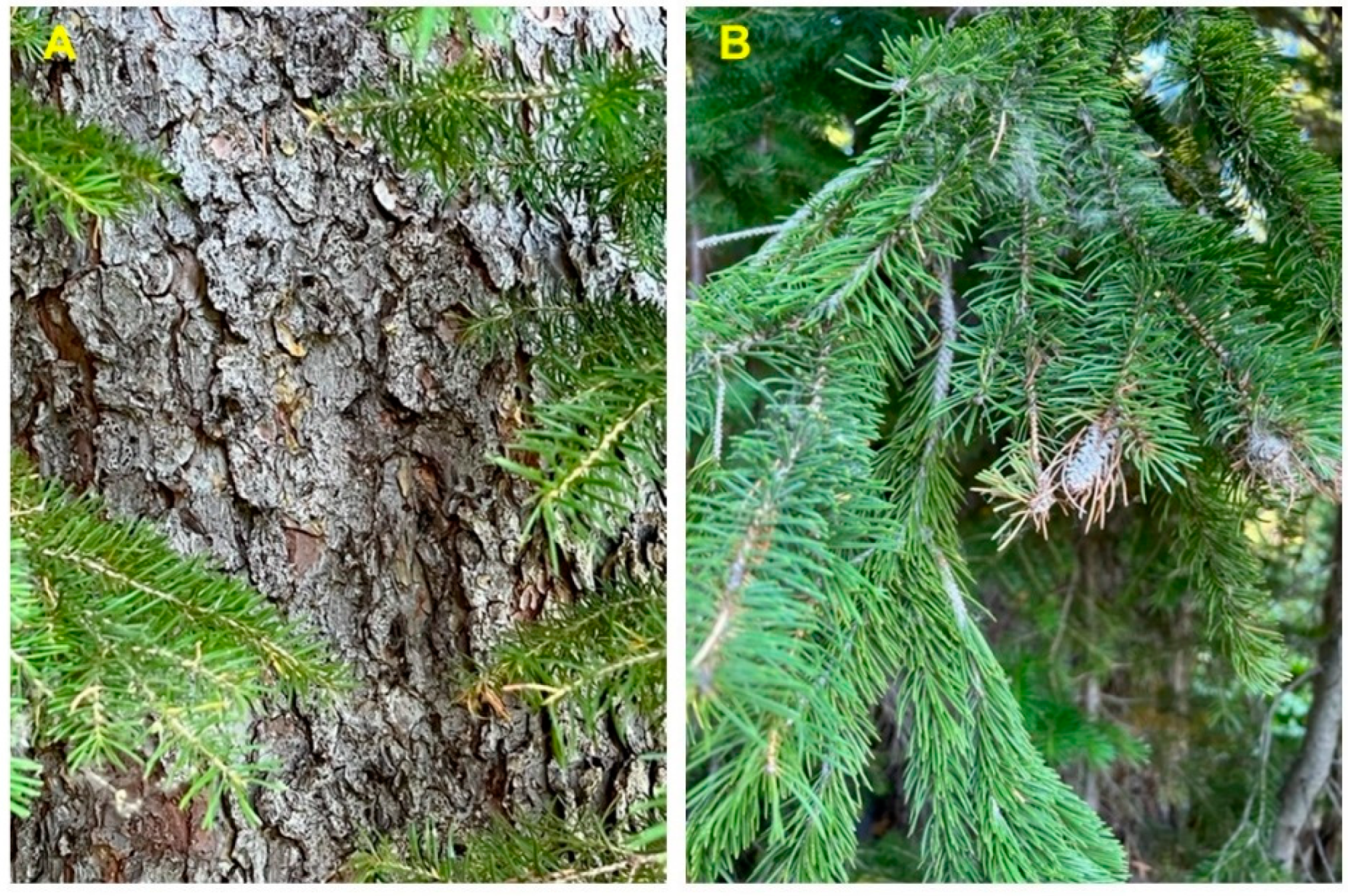 Molecules 28 02477 g004