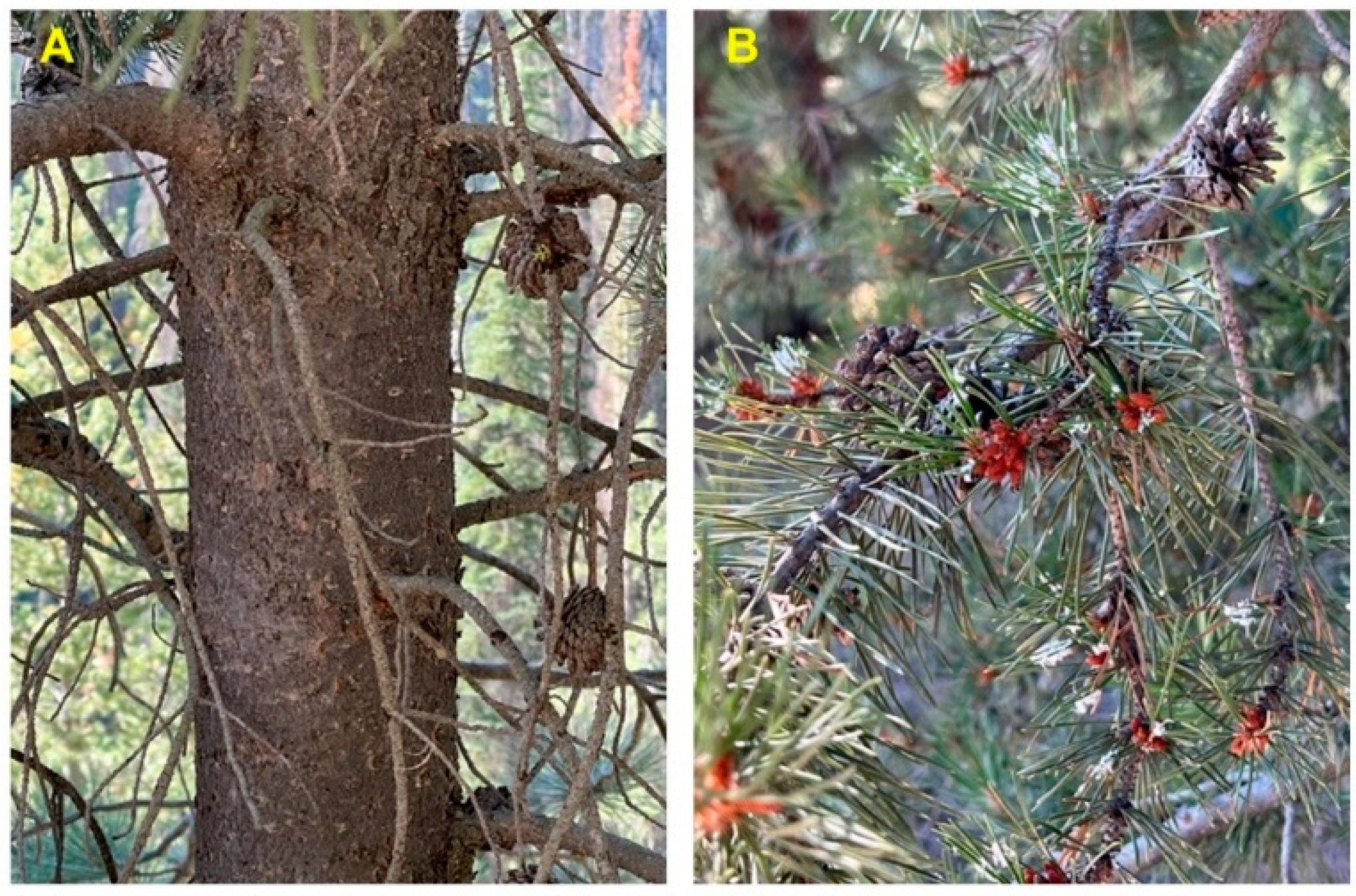 Molecules 28 02477 g006