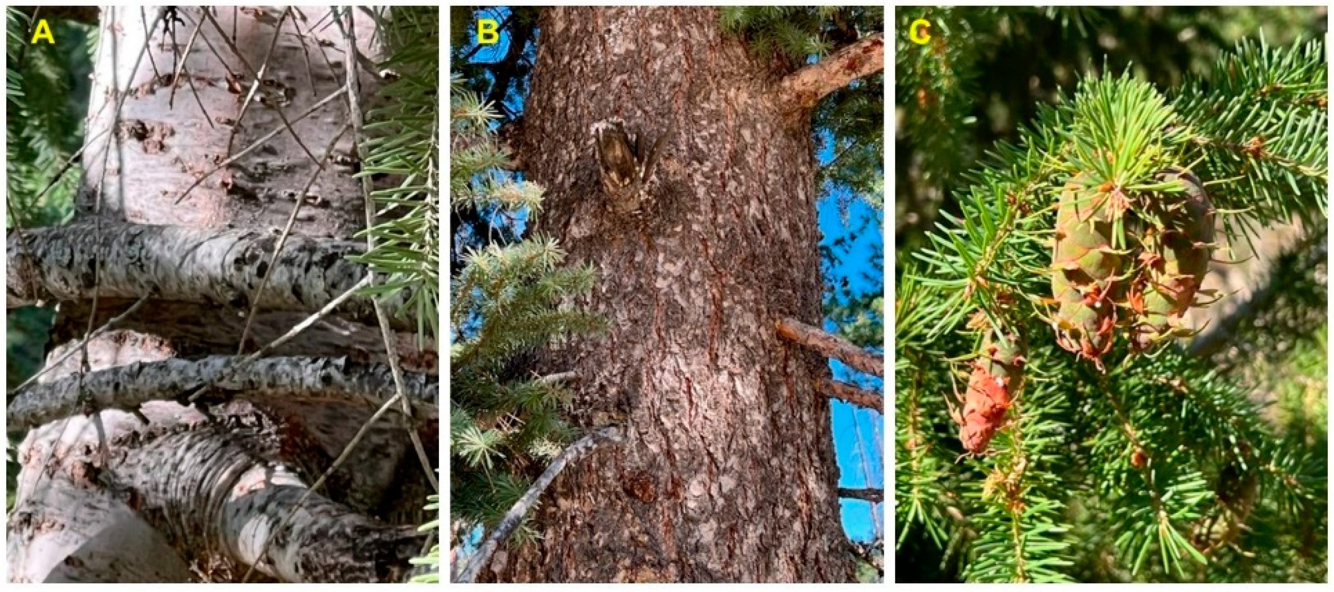 Molecules 28 02477 g008