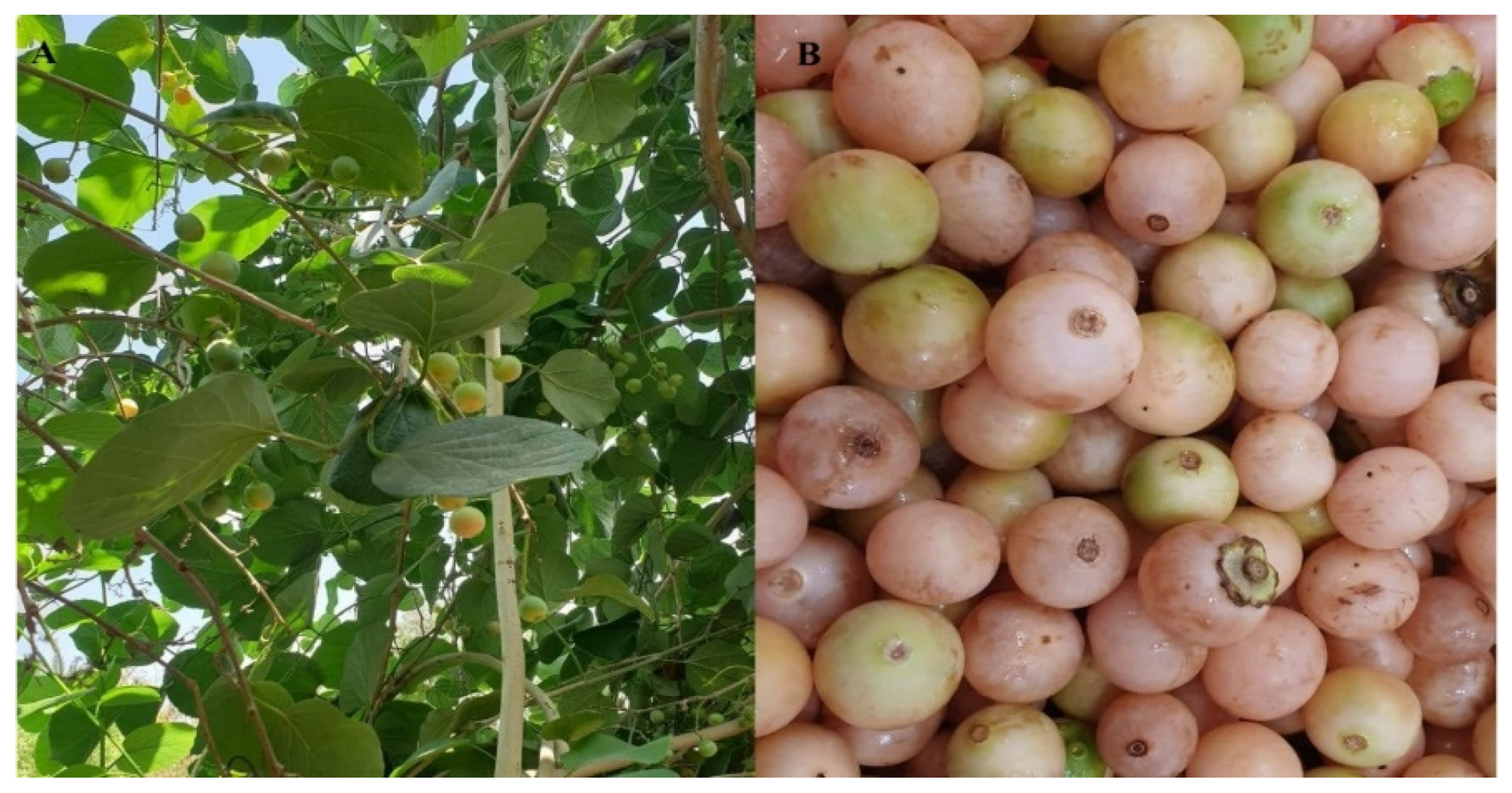 Molecules 28 02501 g009