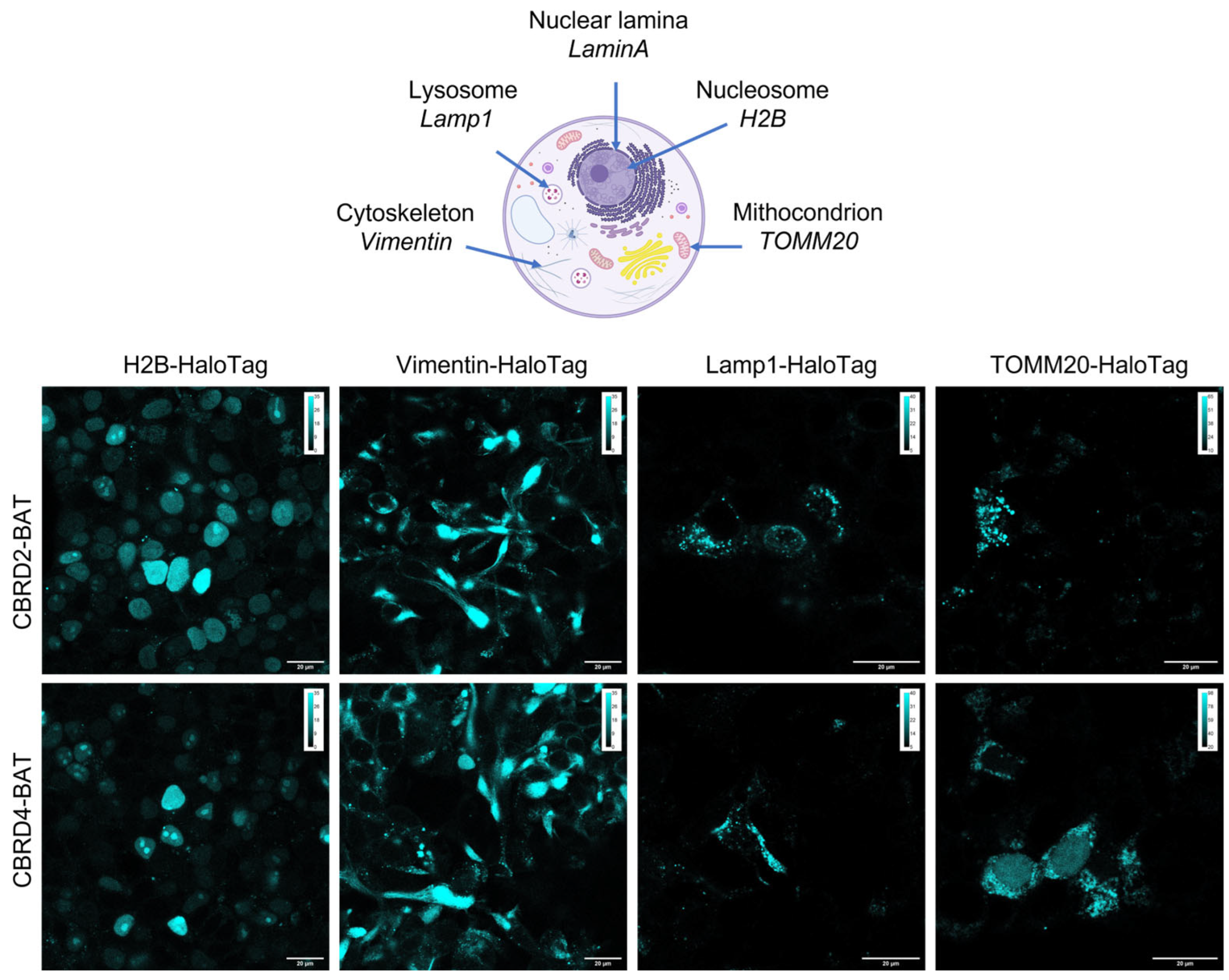 Molecules 28 02521 g004 Molecules 28 02521 g004